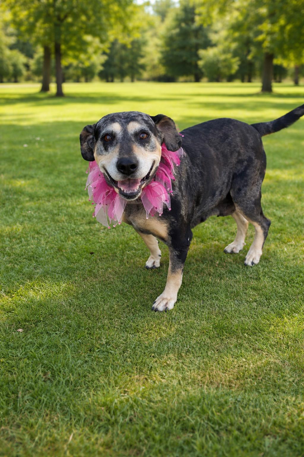 Sissy  (mm), Adoptable, Senior Female Bluetick Coonhound.