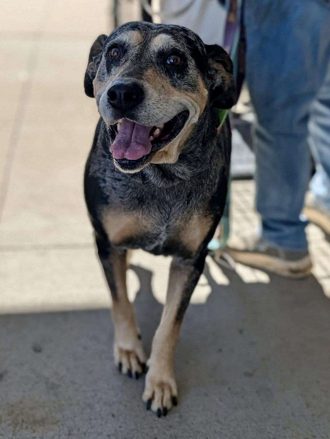 Enlarge Sissy  (mm), a Adoptable Bluetick Coonhound in White Bluff, TN image 2/3