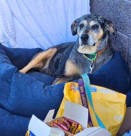 Sissy (mm), a Adoptable Bluetick Coonhound in White Bluff, TN image 1/3