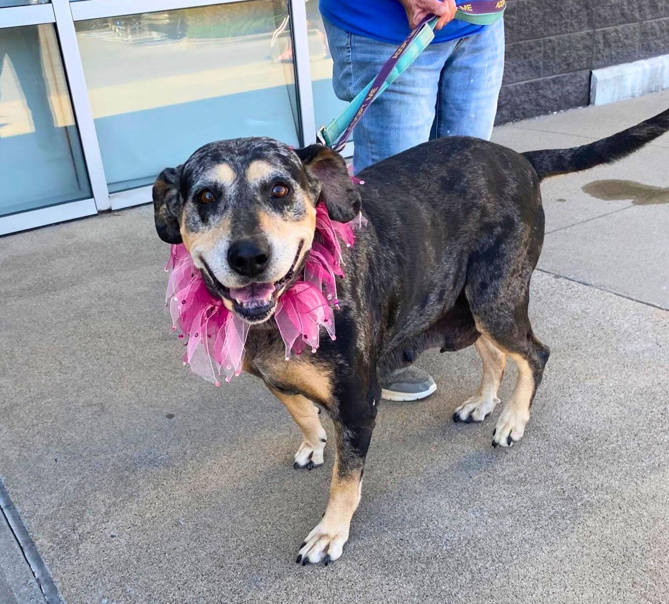 Sissy (mm), a Adoptable Bluetick Coonhound in White Bluff, TN image 2/3