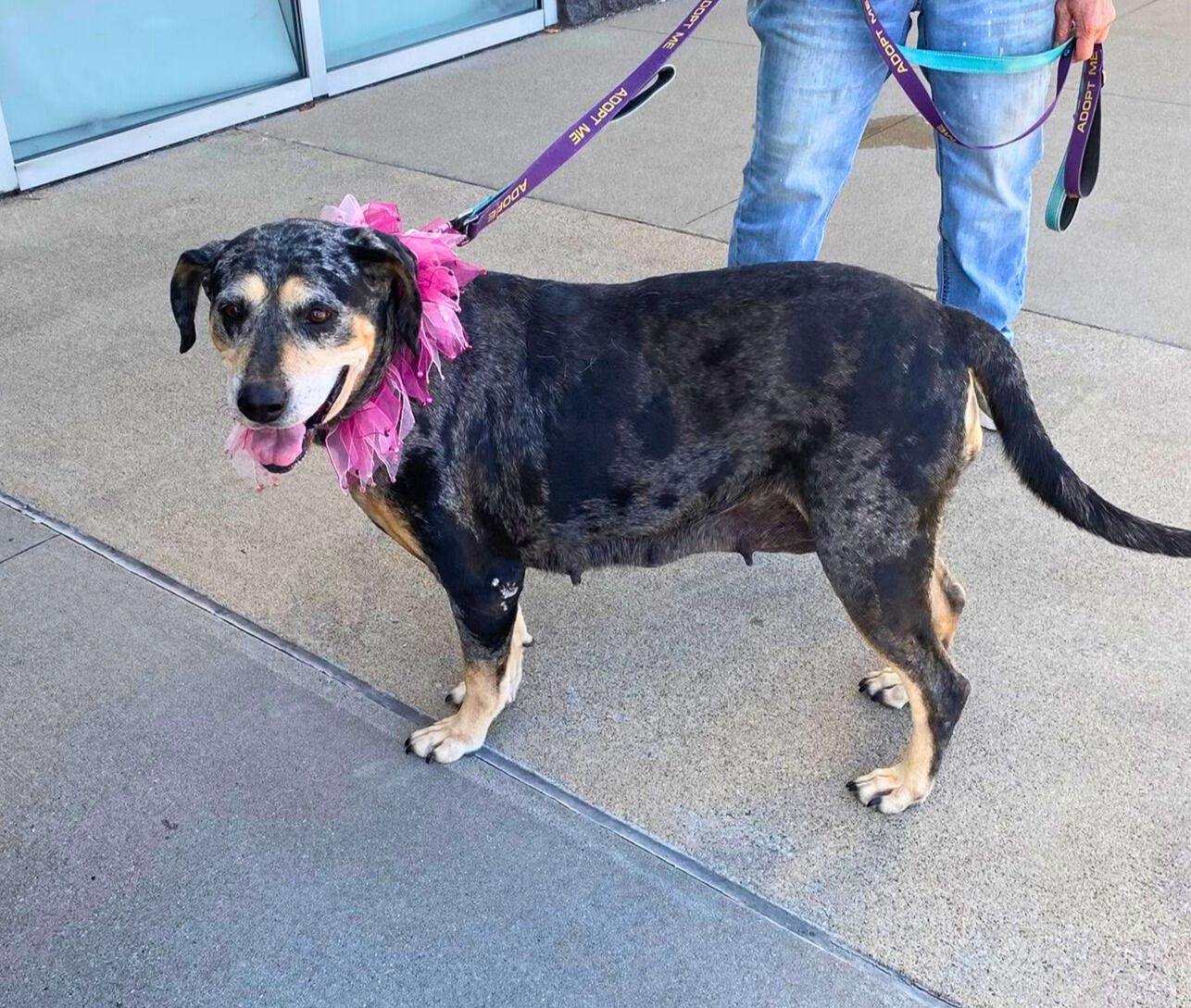 Sissy (mm), a Adoptable Bluetick Coonhound in White Bluff, TN image 3/3