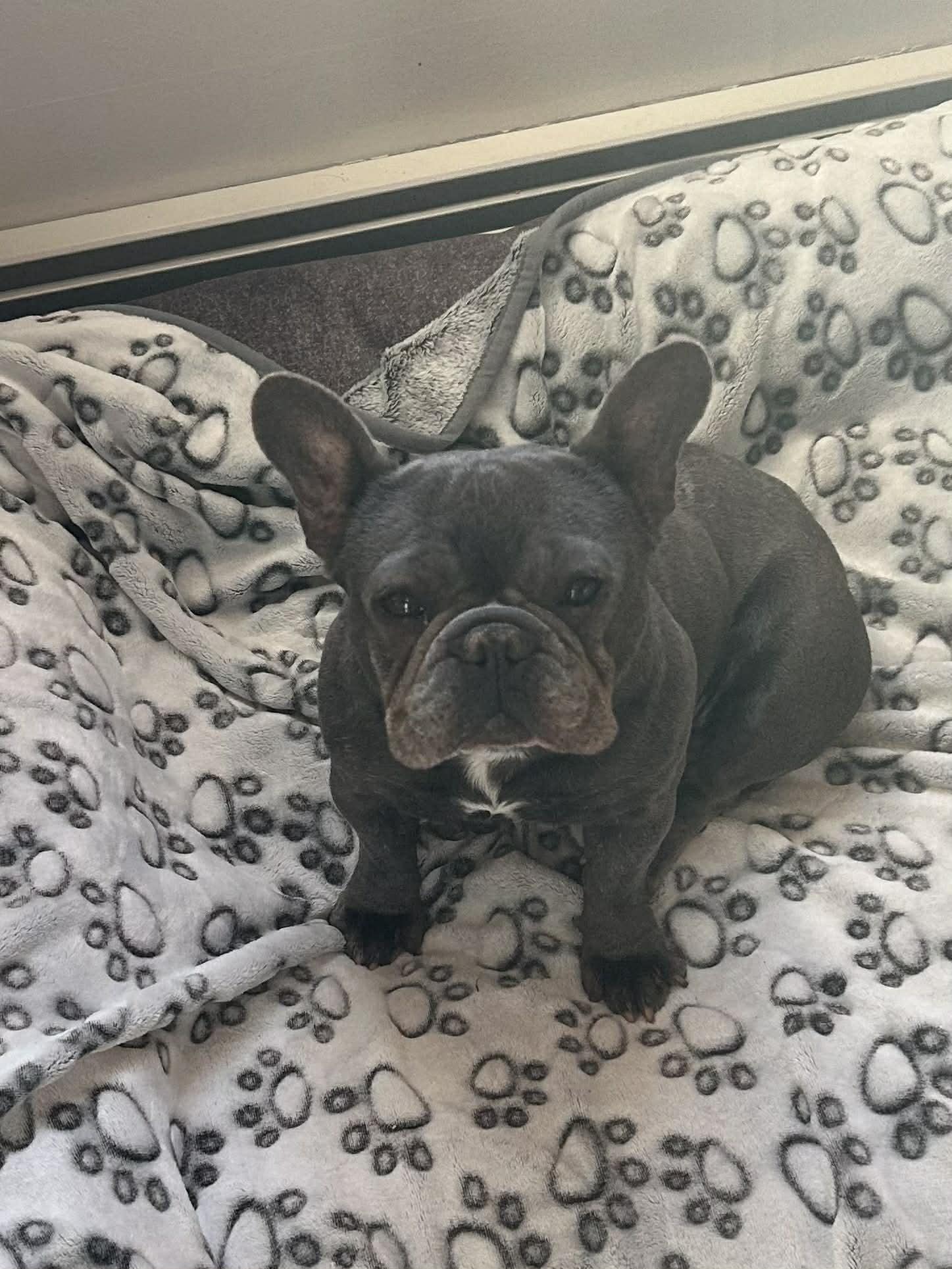 Hadley, a ADOPTABLE French Bulldog in Brunswick, ME image 2/2