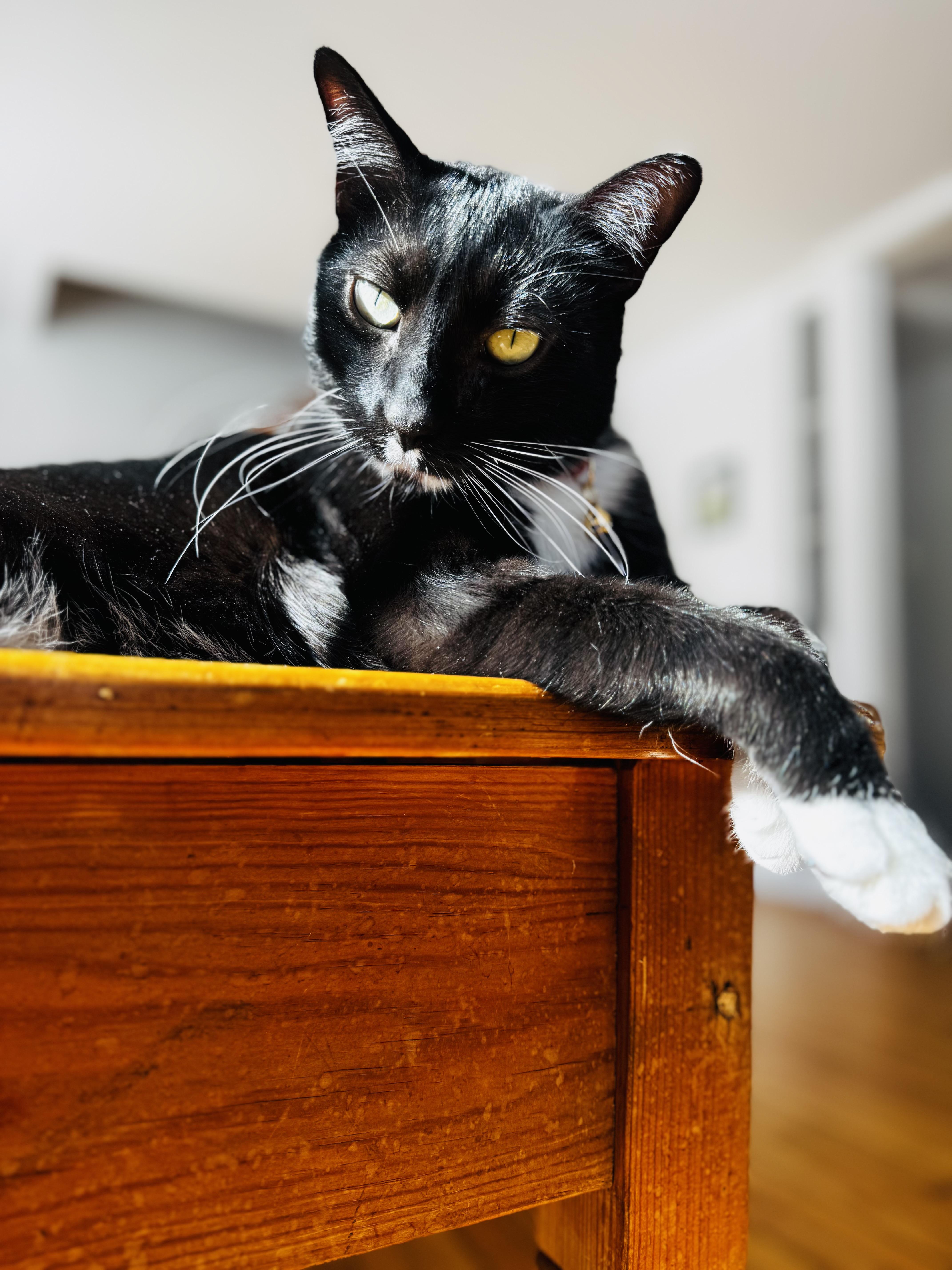 Enlarge Oscar, a Adopted Domestic Medium Hair in Burlington, VT image 1/6