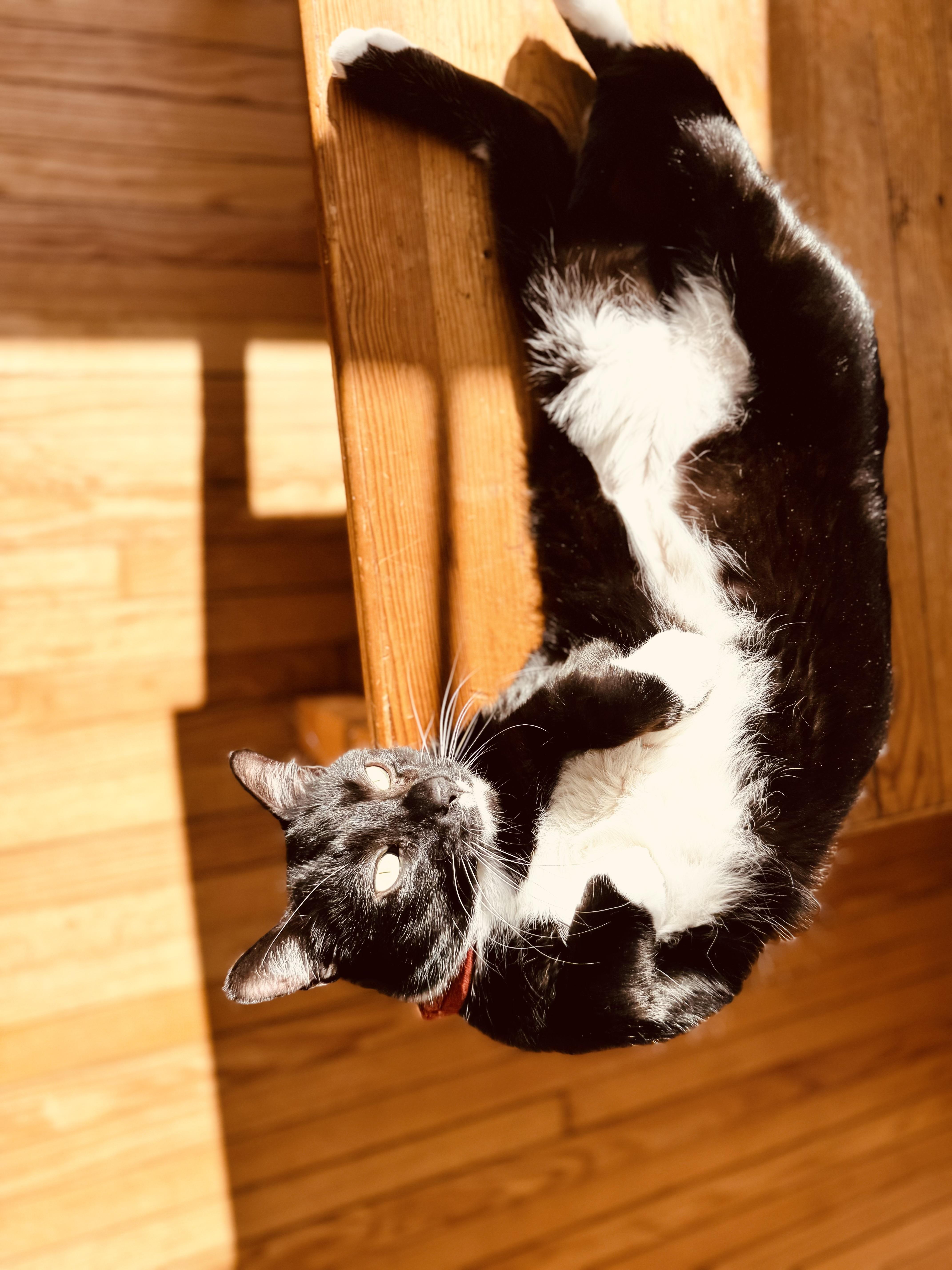 Enlarge Oscar, a Adopted Domestic Medium Hair in Burlington, VT image 2/6