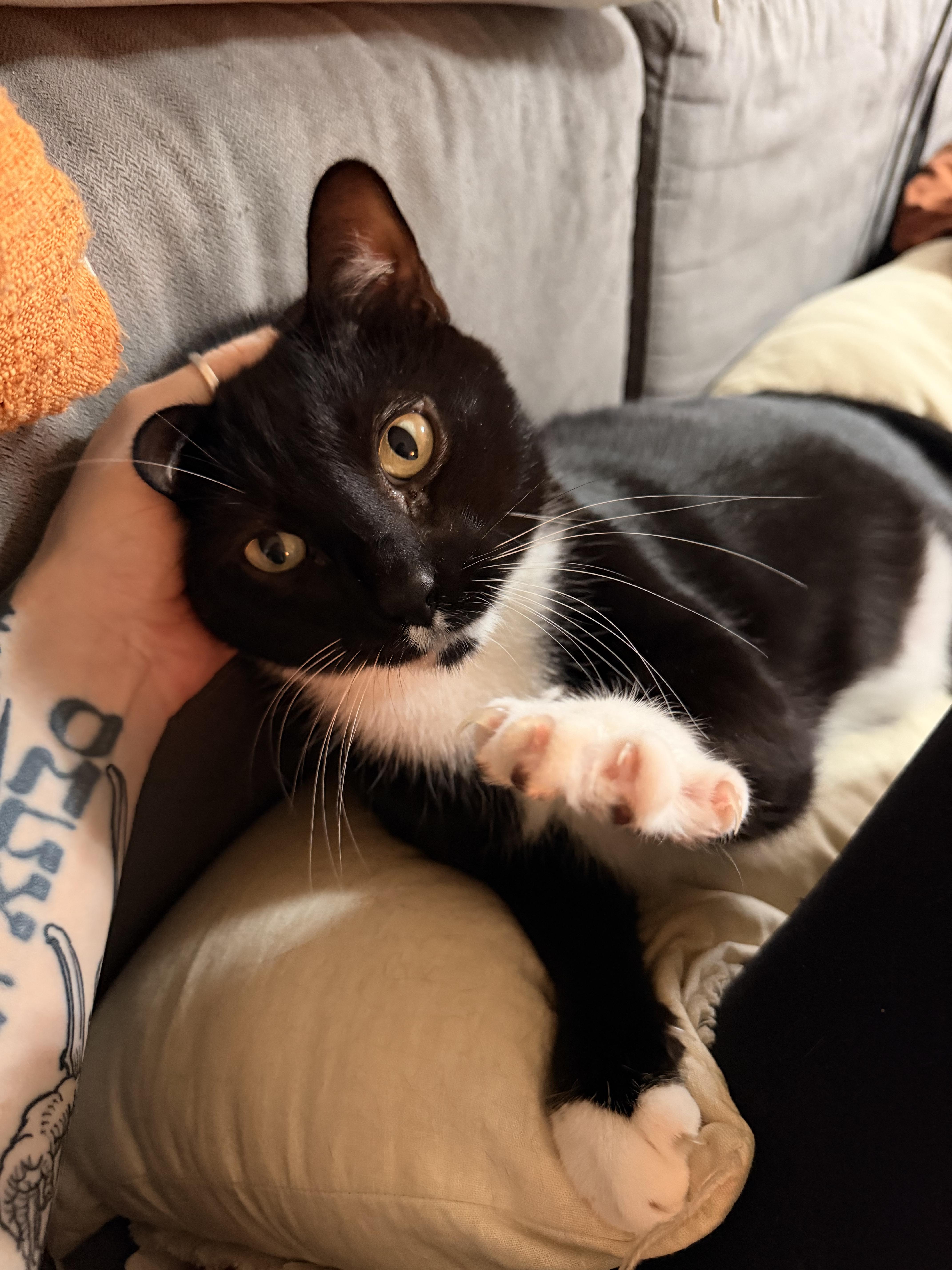 Enlarge Oscar, a Adopted Domestic Medium Hair in Burlington, VT image 3/6