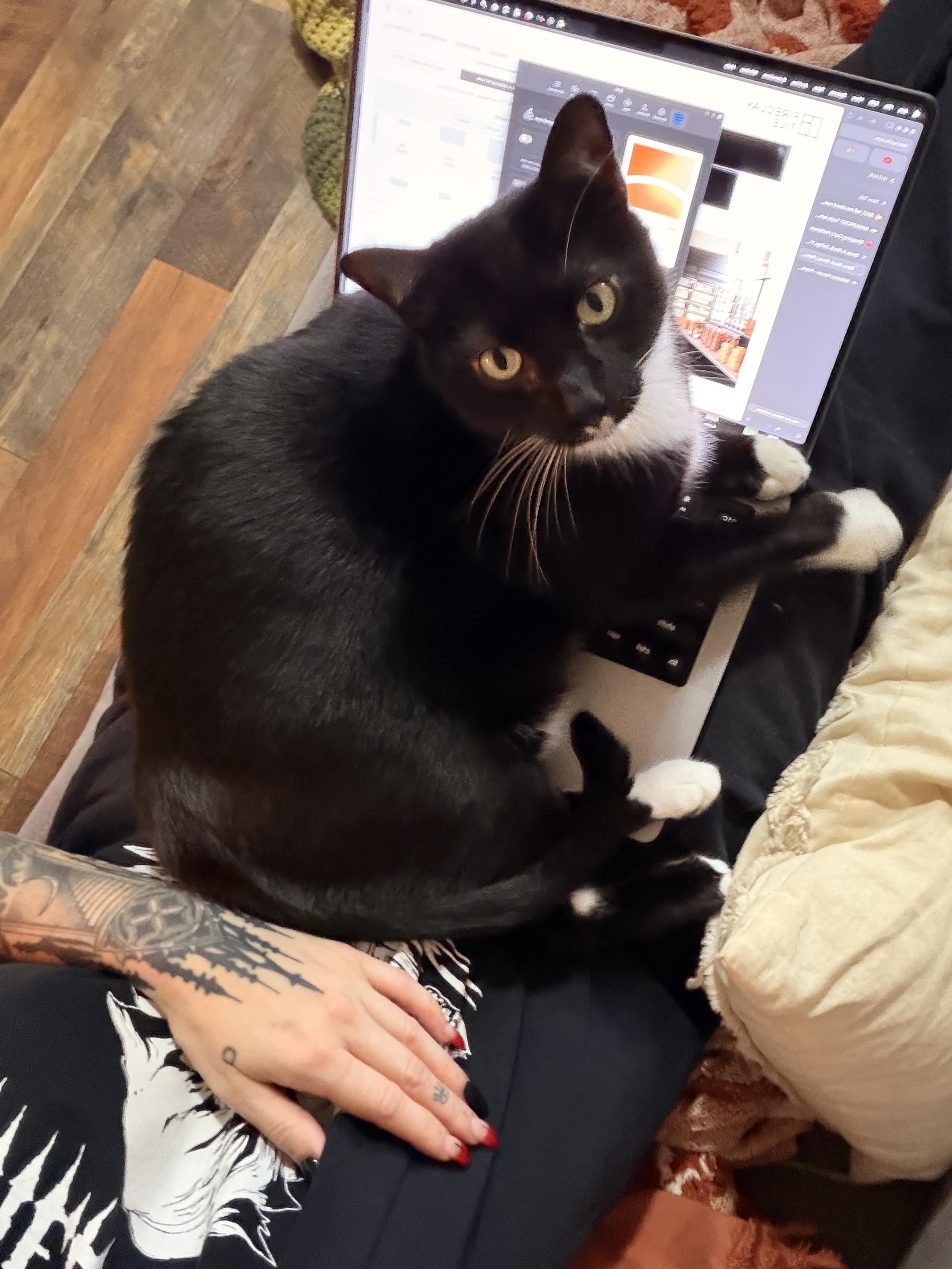 Enlarge Oscar, a Adopted Domestic Medium Hair in Burlington, VT image 4/6