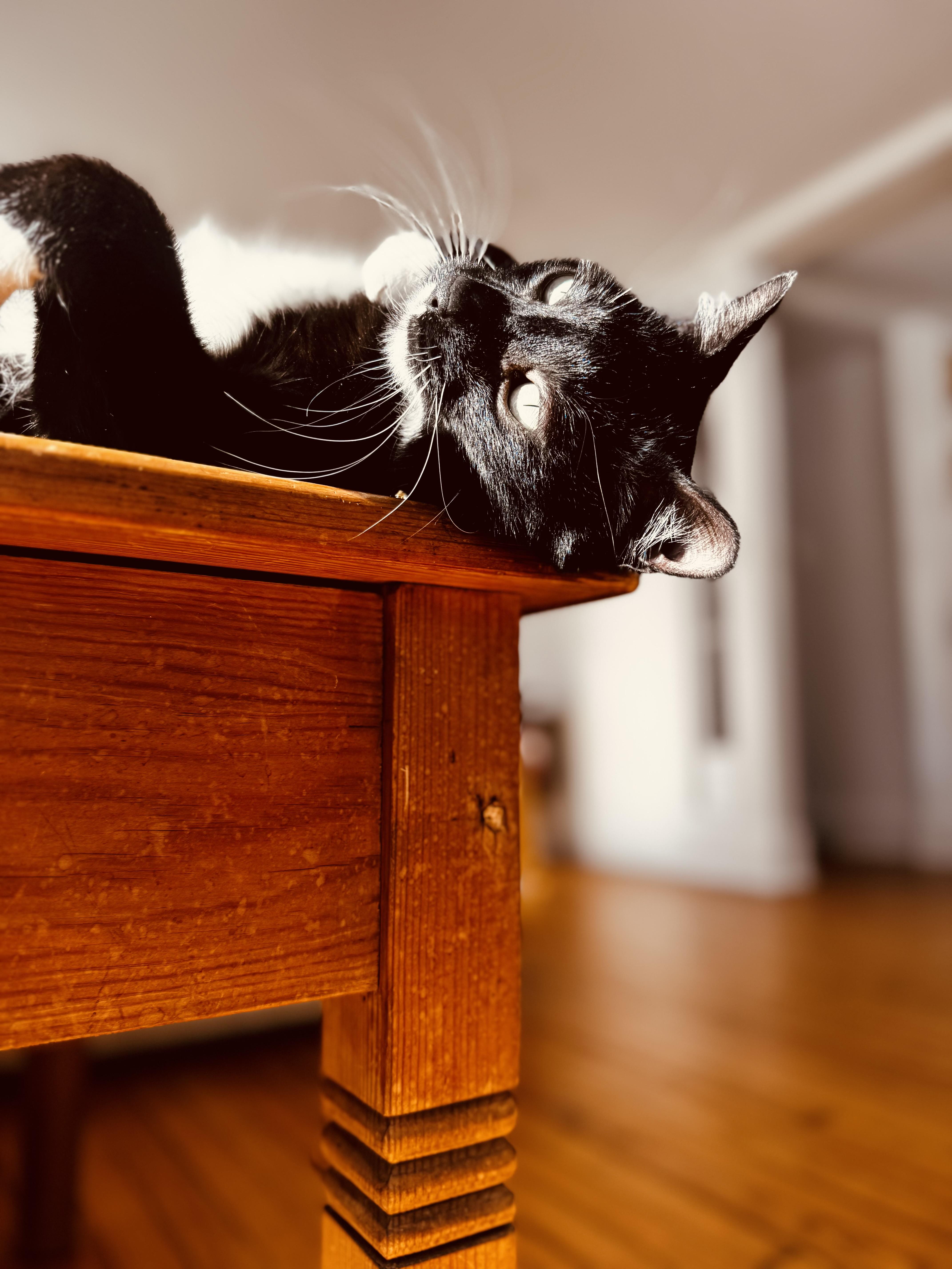 Enlarge Oscar, a Adopted Domestic Medium Hair in Burlington, VT image 6/6