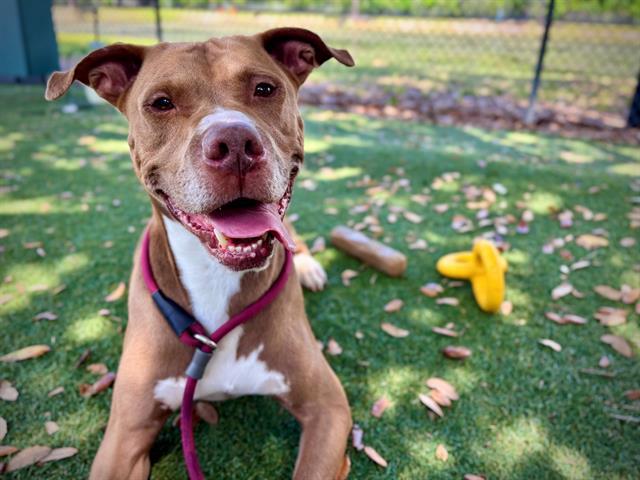 Enlarge ZEUS, a Adoptable Pit Bull Terrier in Orlando, FL image 1/1