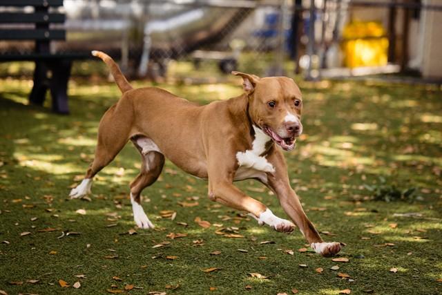 ZEUS, Adoptable, Adult Male Pit Bull Terrier.