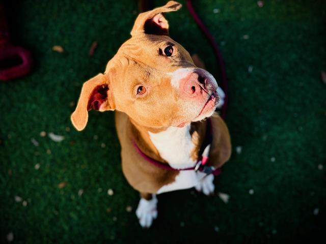 ZEUS, Adoptable, Adult Male Pit Bull Terrier.