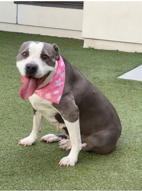 Enlarge KISSES, a Adoptable Pit Bull Terrier in Castaic, CA image 1/1