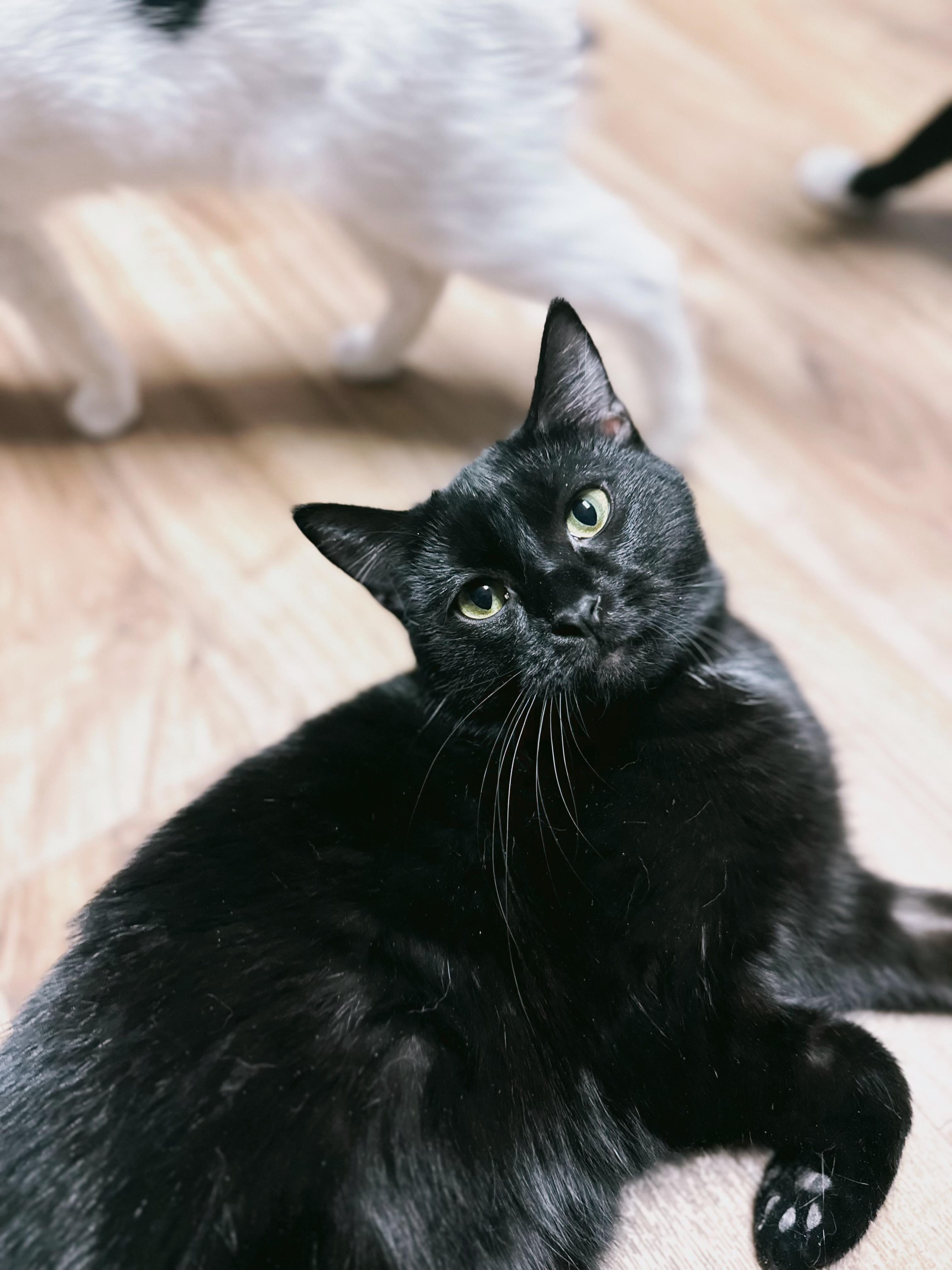 Kayla, Adoptable, Young Female Domestic Short Hair.