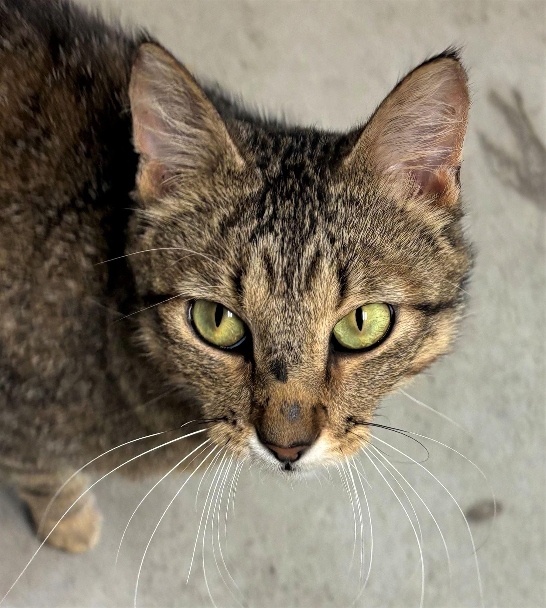 Ryder, ADOPTABLE, Young Male Domestic Short Hair.