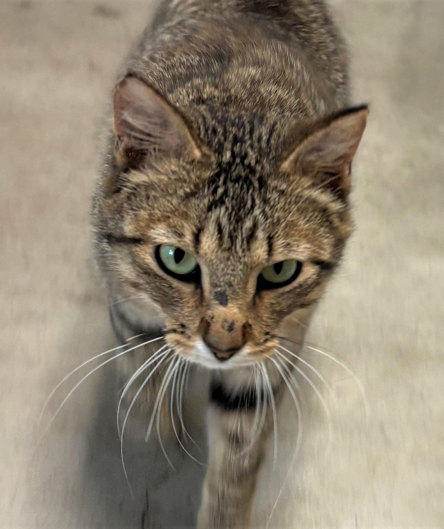 Ryder, a ADOPTABLE Domestic Short Hair in Iowa City, IA image 2/2