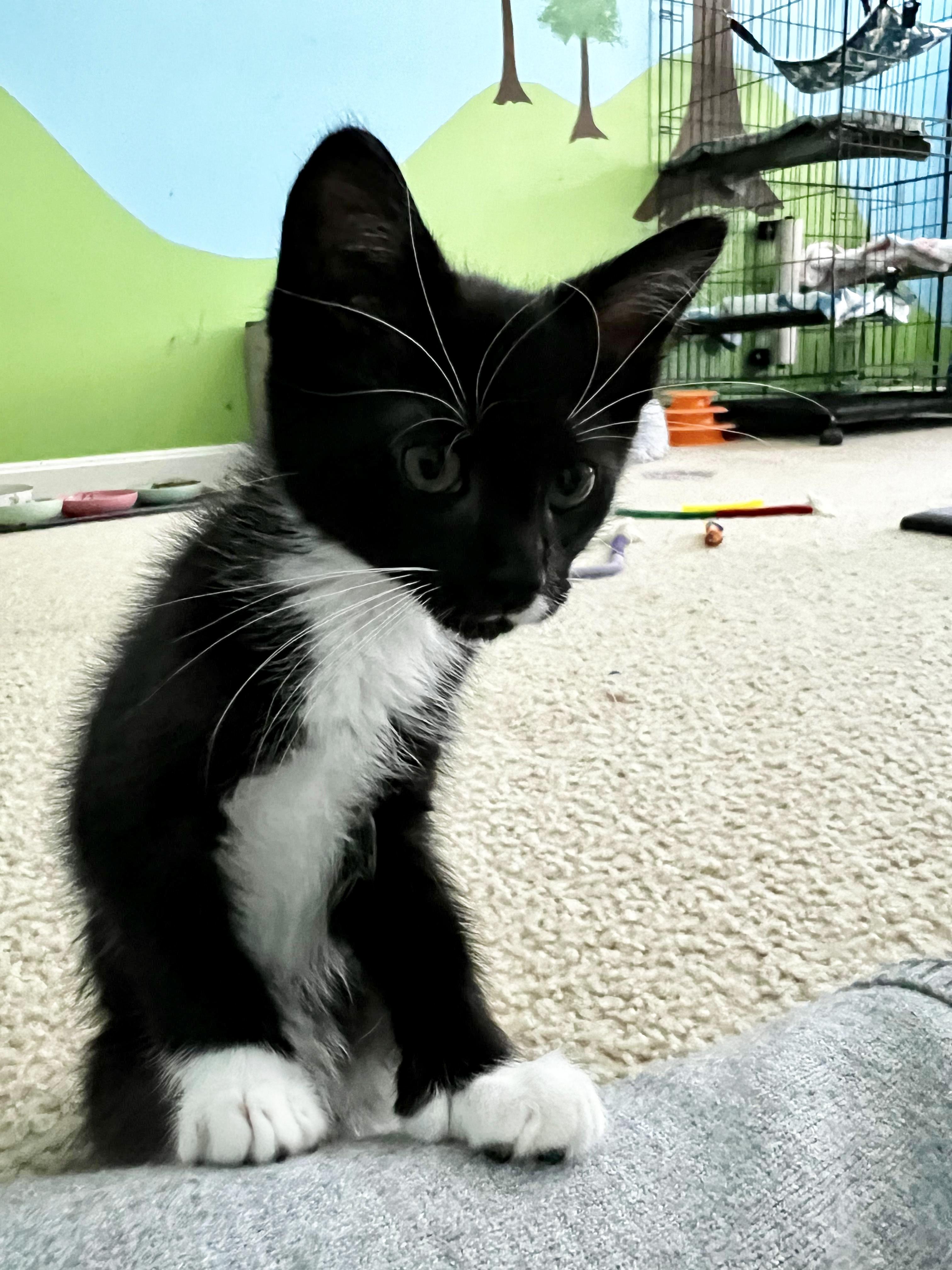 Zeke (FCID# 10/15/2025 - 56 Middletown PS) KC