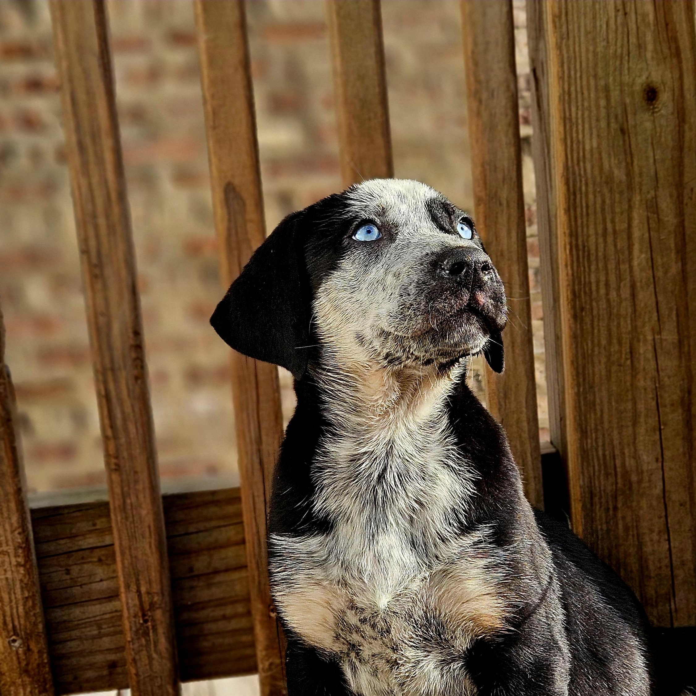 Sapphire (ADOPTED!), Baby Female Catahoula Leopard Dog