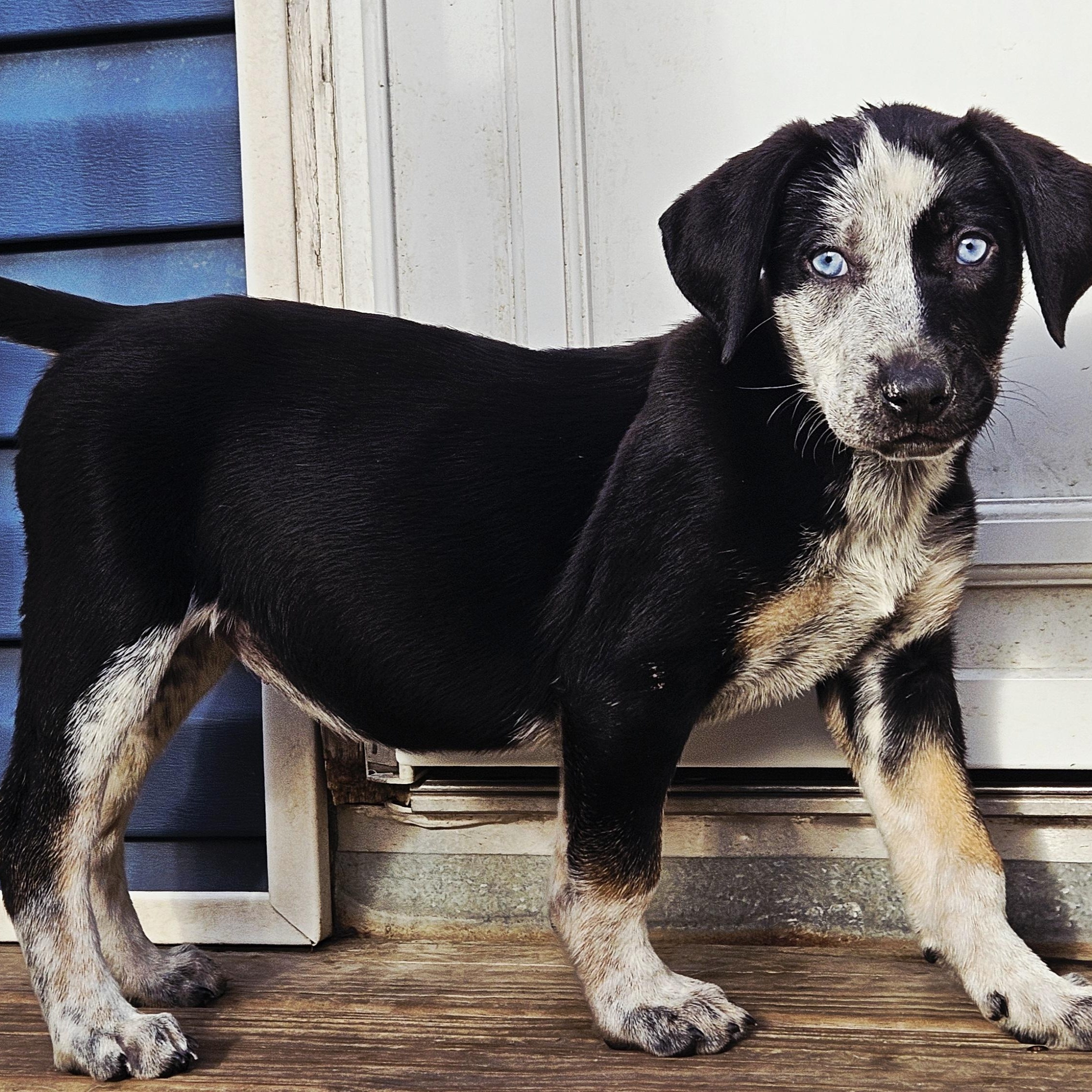 Sapphire (ADOPTED!) photo 5