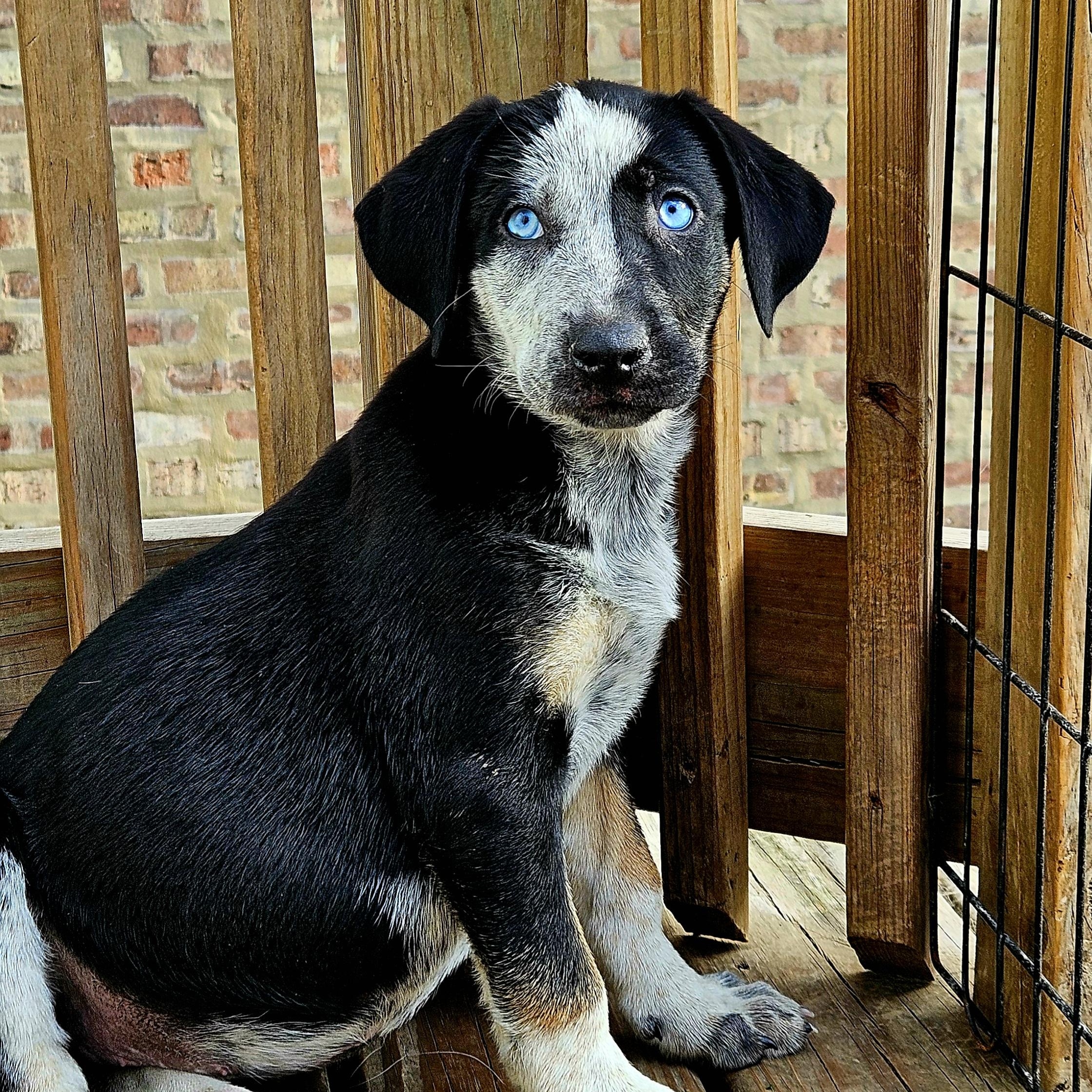 Enlarge Sapphire (ADOPTED!), a Adoptable mixed breed in Chicago, IL image 3/6