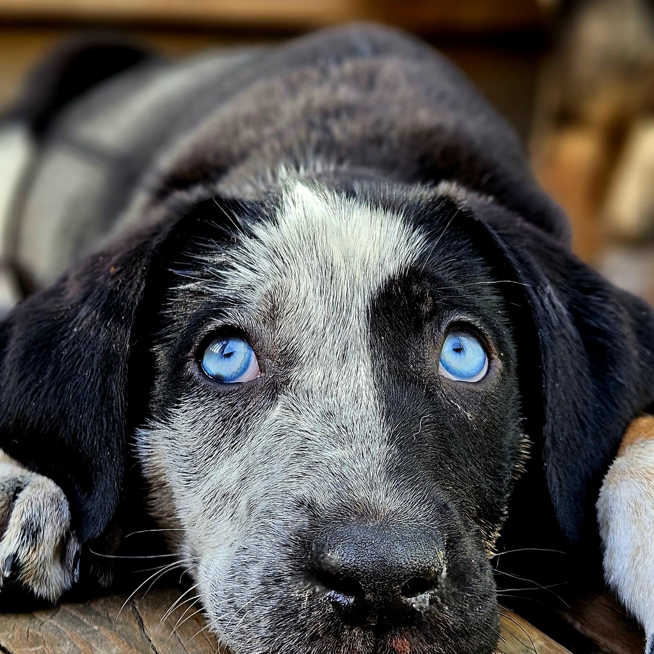 Enlarge Sapphire (ADOPTED!), a Adoptable mixed breed in Chicago, IL image 4/6