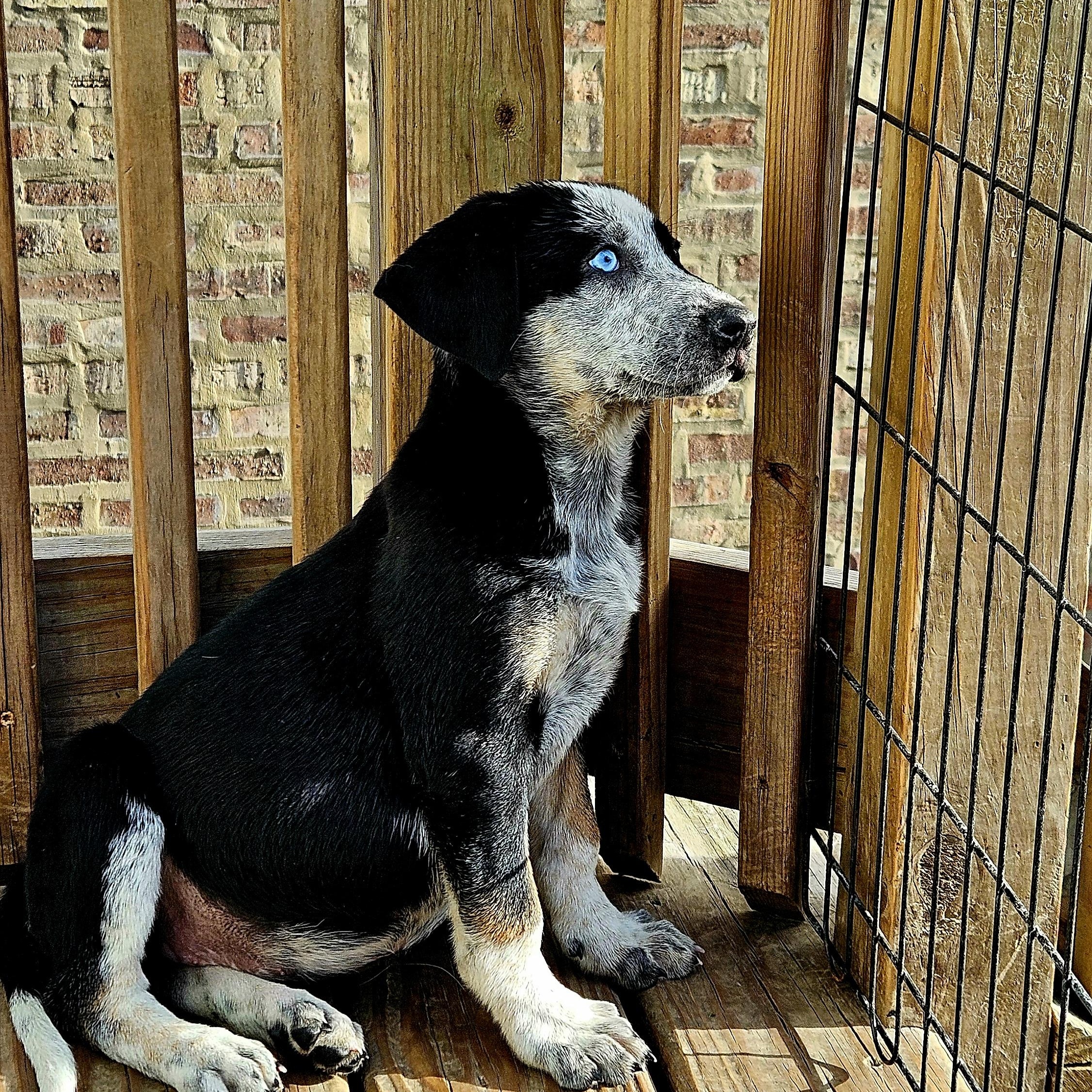 Sapphire (ADOPTED!) photo 6