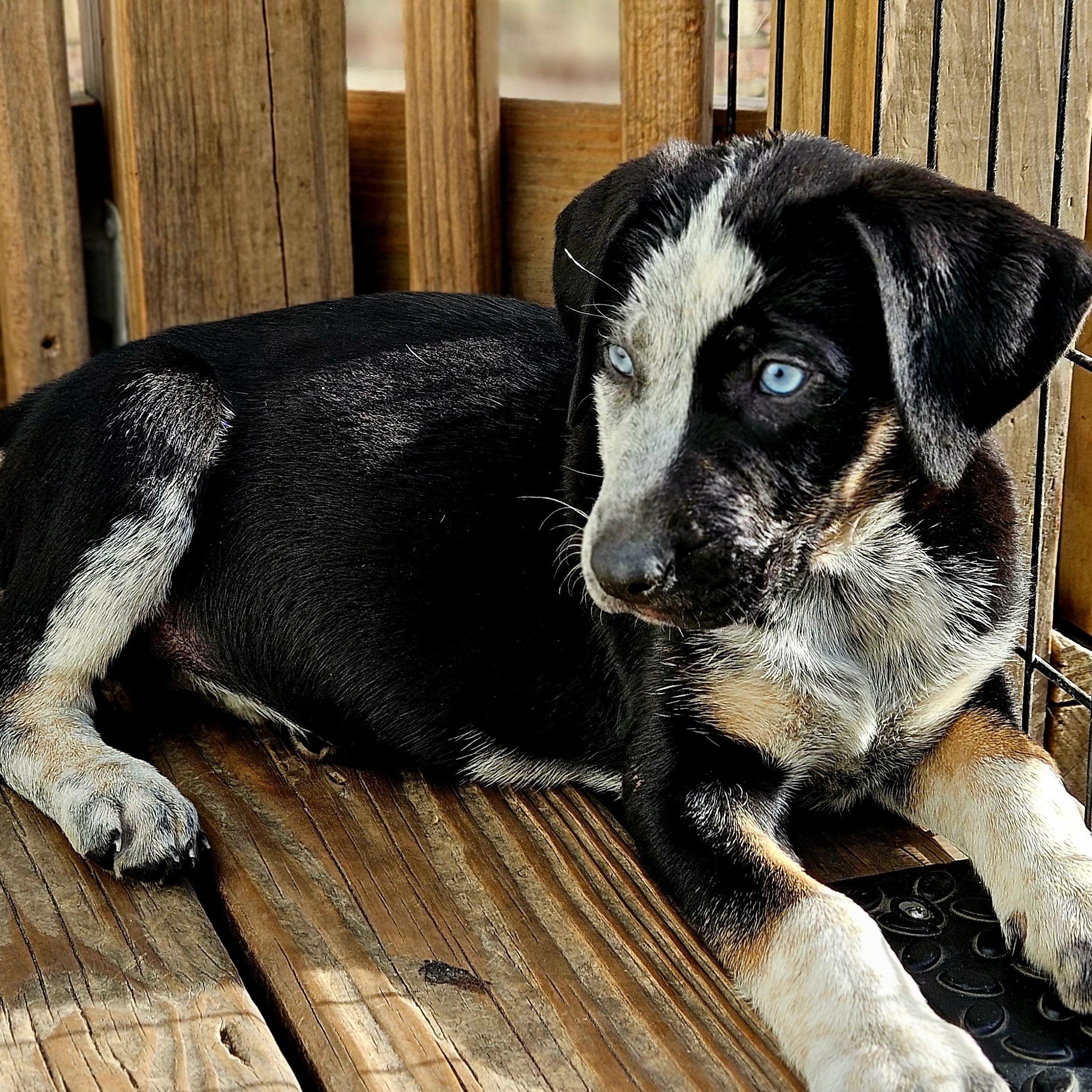 Enlarge Sapphire (ADOPTED!), a Adoptable mixed breed in Chicago, IL image 6/6