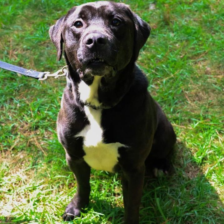 Enlarge Lemmy, a Adoptable mixed breed in Roswell, GA image 1/142