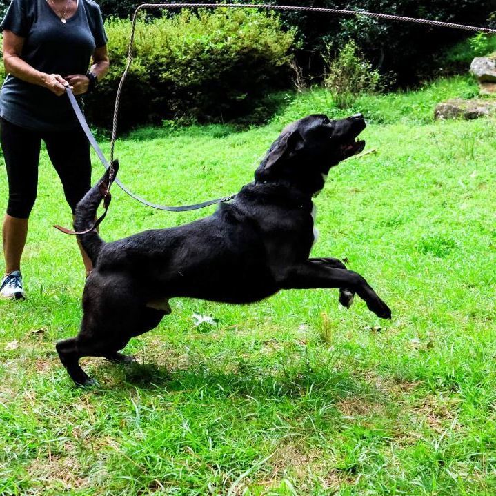 Enlarge Lemmy, a Adoptable mixed breed in Roswell, GA image 4/142