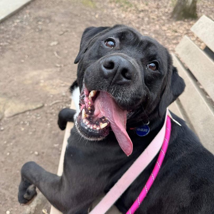 Enlarge Lemmy, a Adoptable mixed breed in Roswell, GA image 6/142