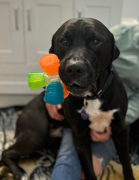 Enlarge Lemmy, a Adoptable mixed breed in Roswell, GA image 7/142