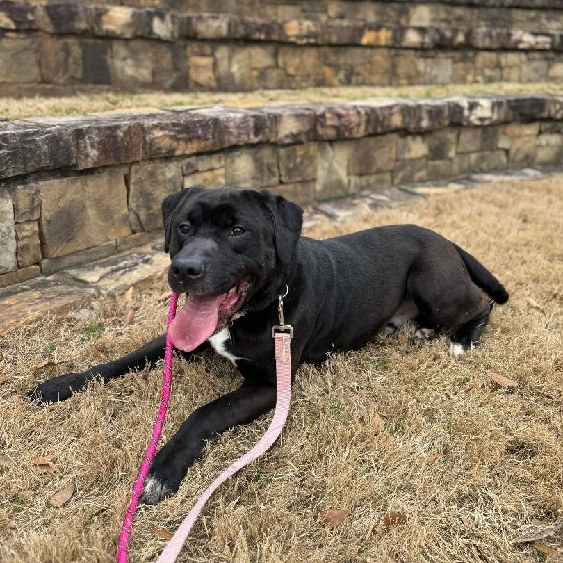 Enlarge Lemmy, a Adoptable mixed breed in Roswell, GA image 8/142