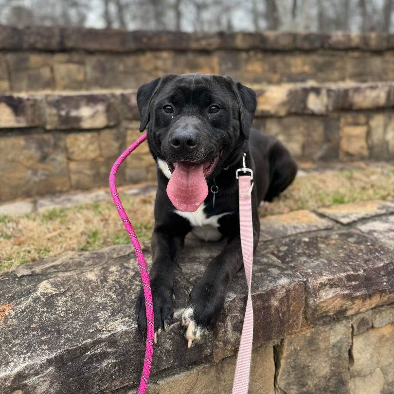 Enlarge Lemmy, a Adoptable mixed breed in Roswell, GA image 9/142
