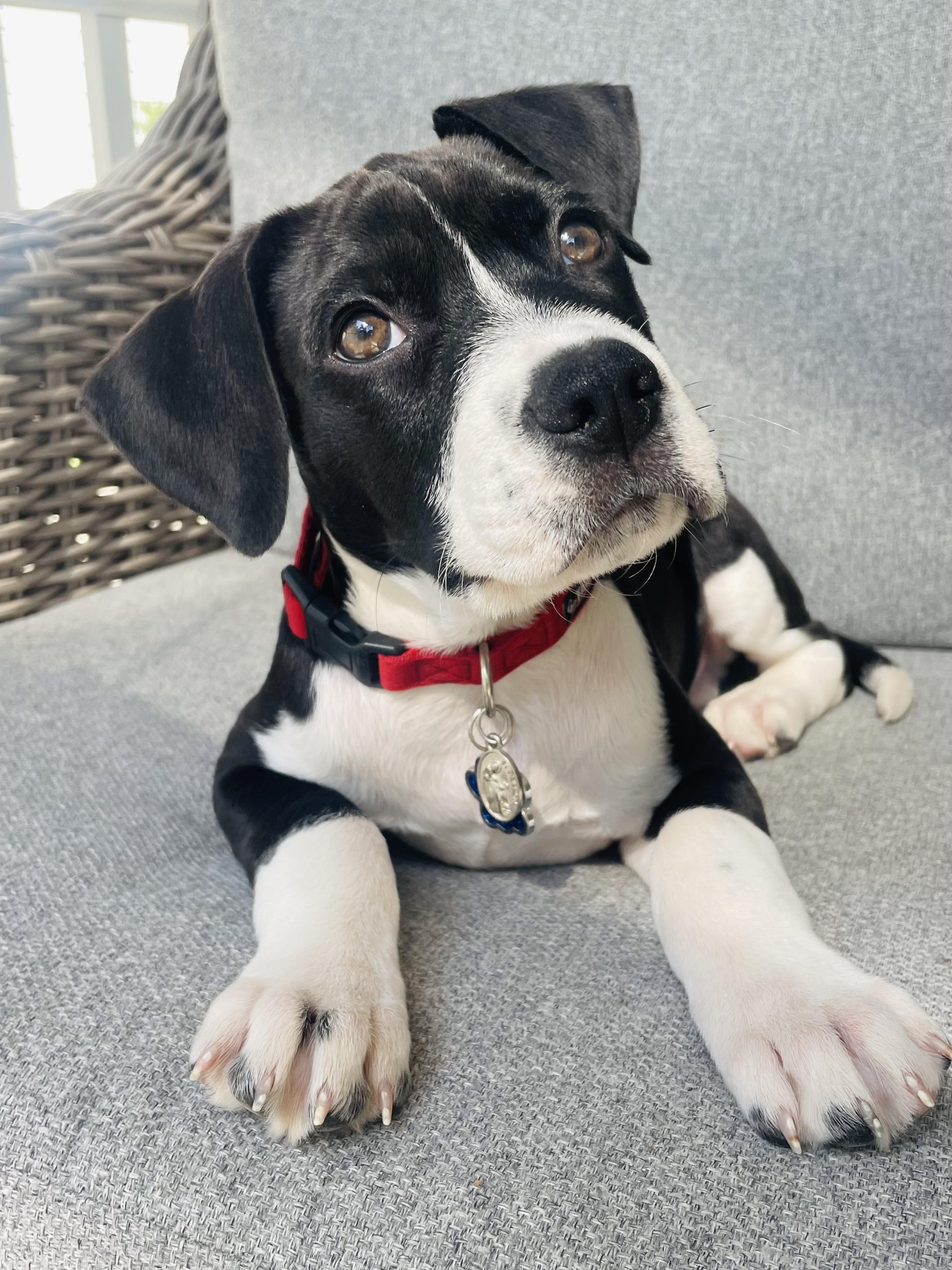 Enlarge Simon, an adopted mixed breed in Mount Pleasant, SC image 1/1