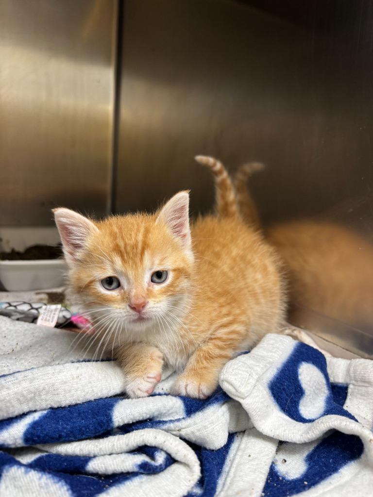Hansel, a Adopted mixed breed in Findlay, OH image 2/2