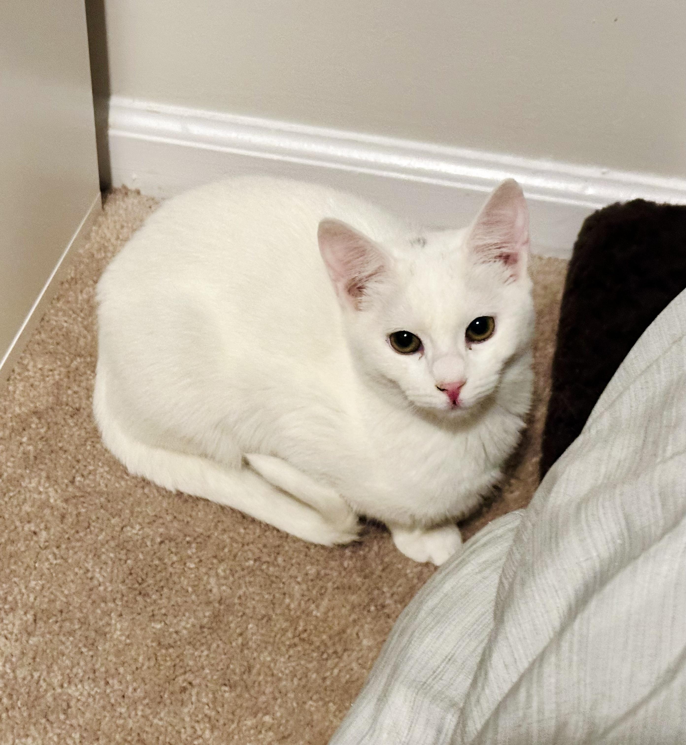 Enlarge Winter, a ADOPTABLE Domestic Short Hair in Bethel, CT image 2/6