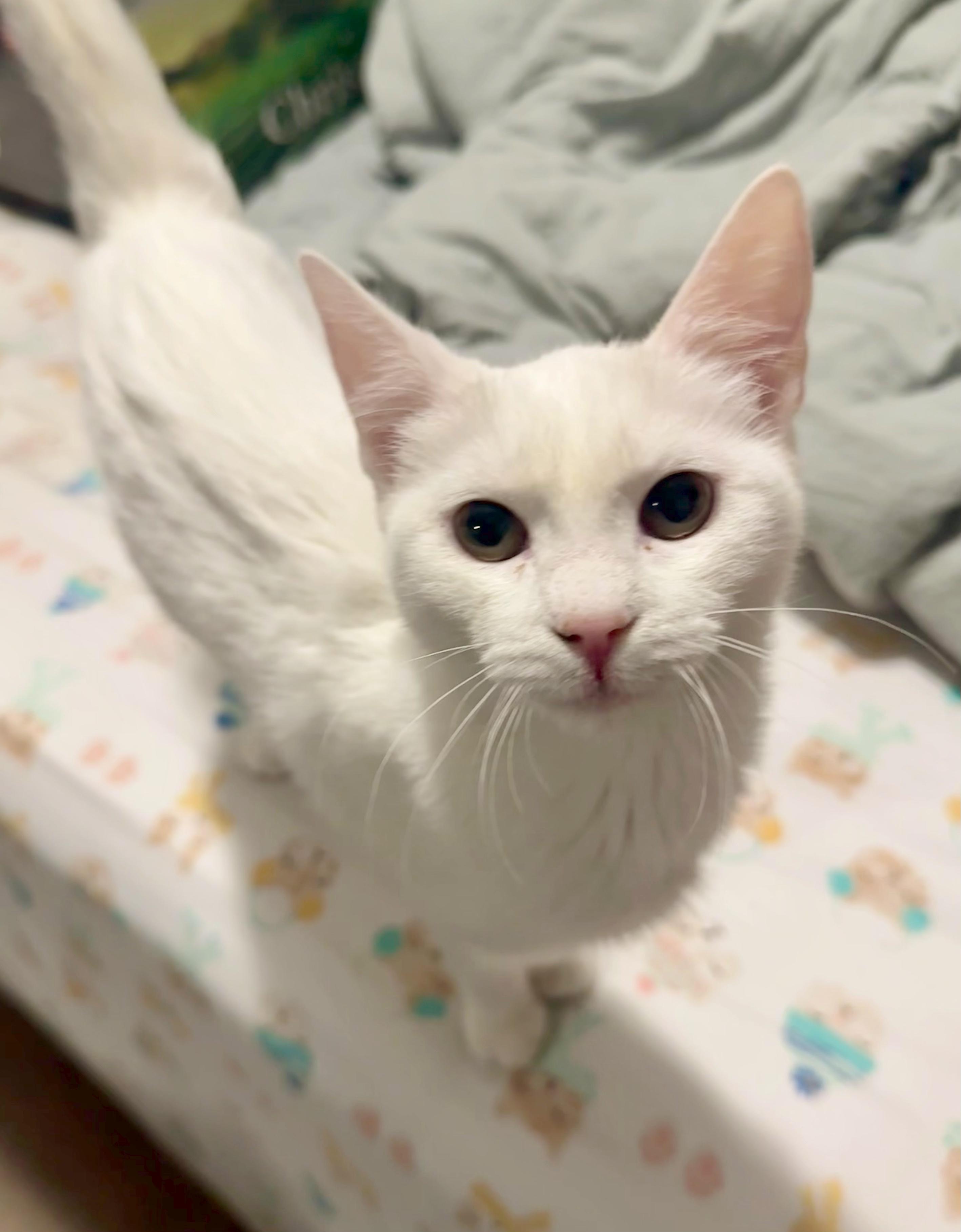 Enlarge Winter, a ADOPTABLE Domestic Short Hair in Bethel, CT image 5/6