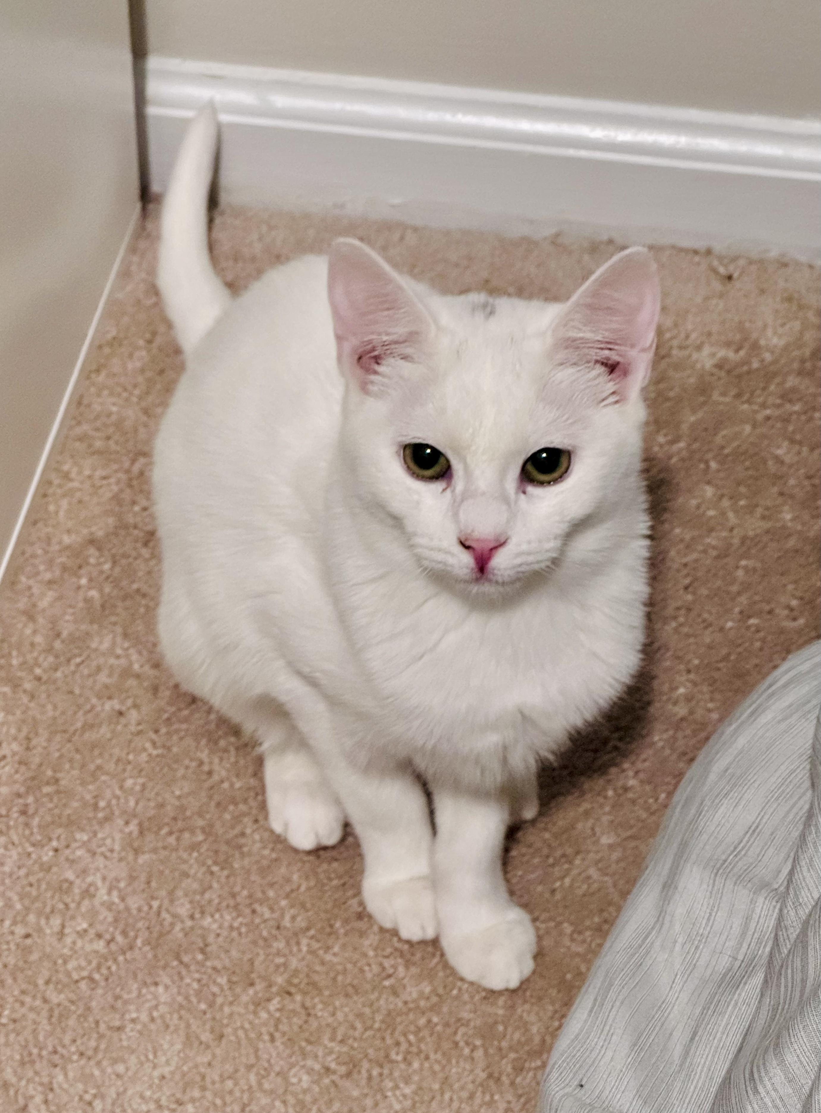 Enlarge Winter, a ADOPTABLE Domestic Short Hair in Bethel, CT image 3/6