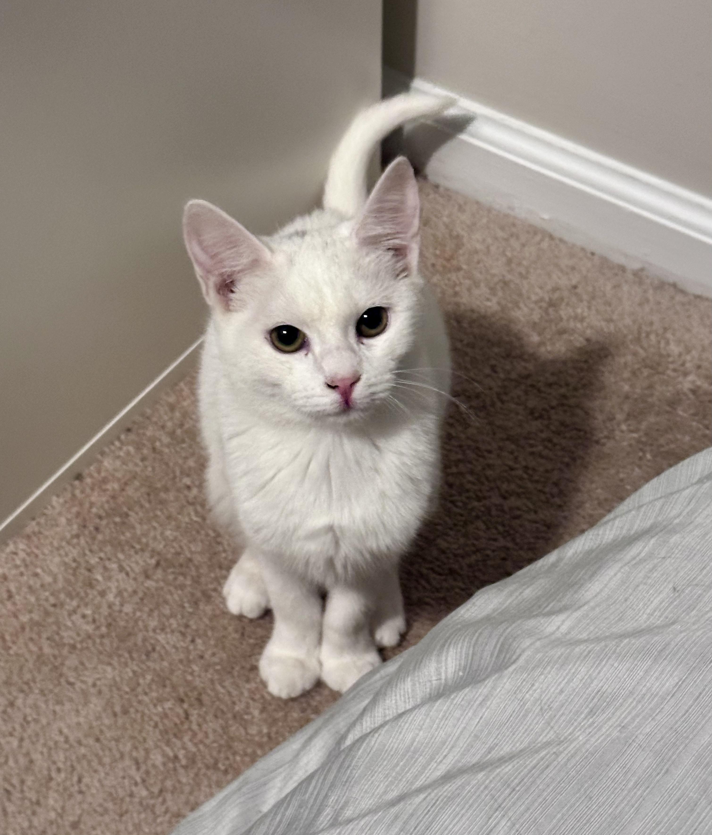 Enlarge Winter, a ADOPTABLE Domestic Short Hair in Bethel, CT image 4/6