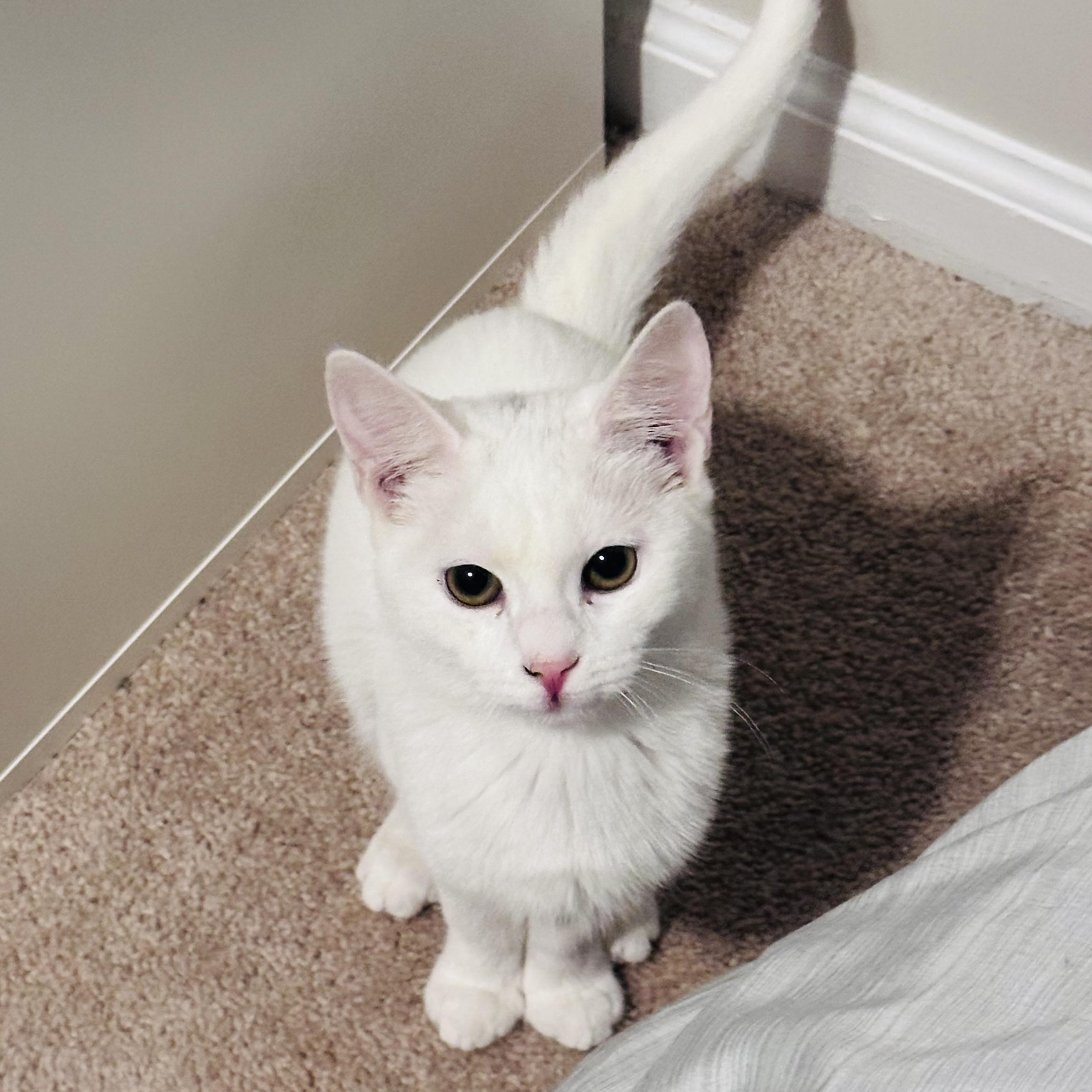 Winter, ADOPTABLE, Kitten Female Domestic Short Hair.