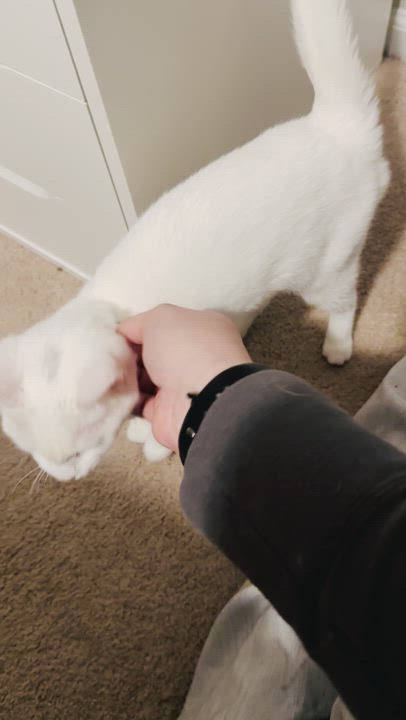 Enlarge Winter, a ADOPTABLE Domestic Short Hair in Bethel, CT video 6/6