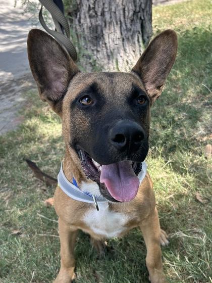 Riot — thumbnail 2