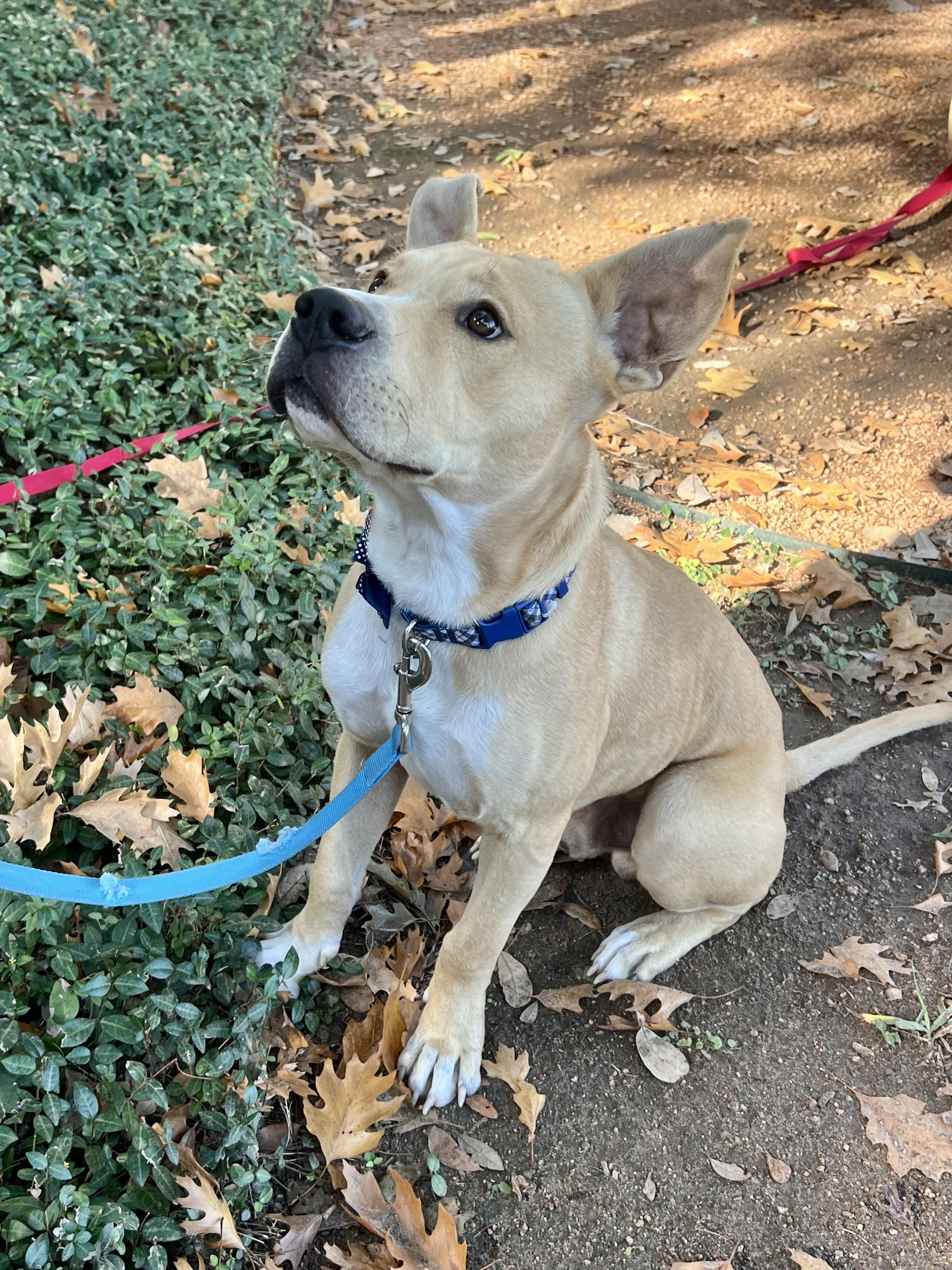 Reggie, an adopted mixed breed in Red Rock, TX image 4/6