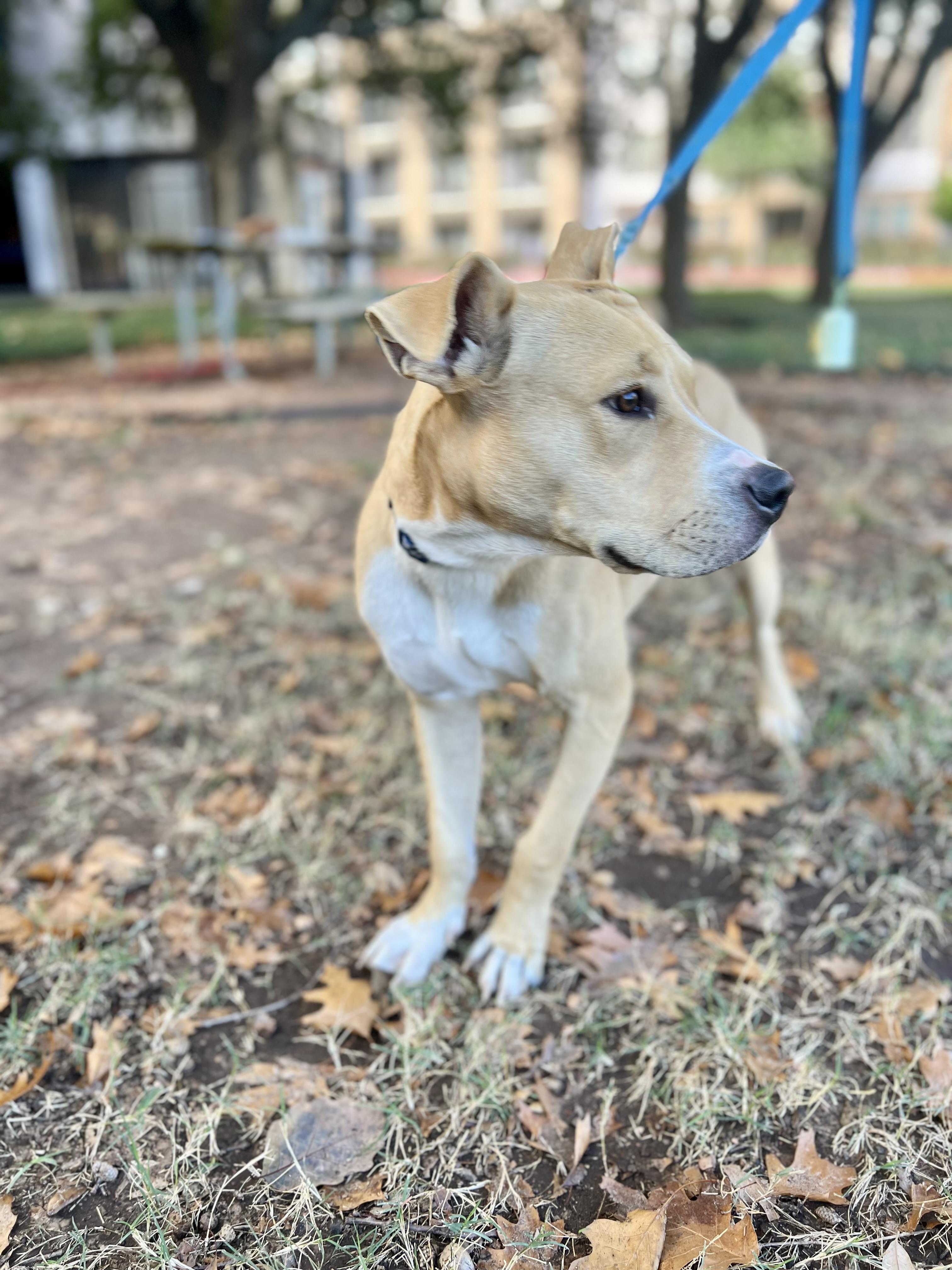 Reggie, adopted, Puppy Male Black Mouth Cur.