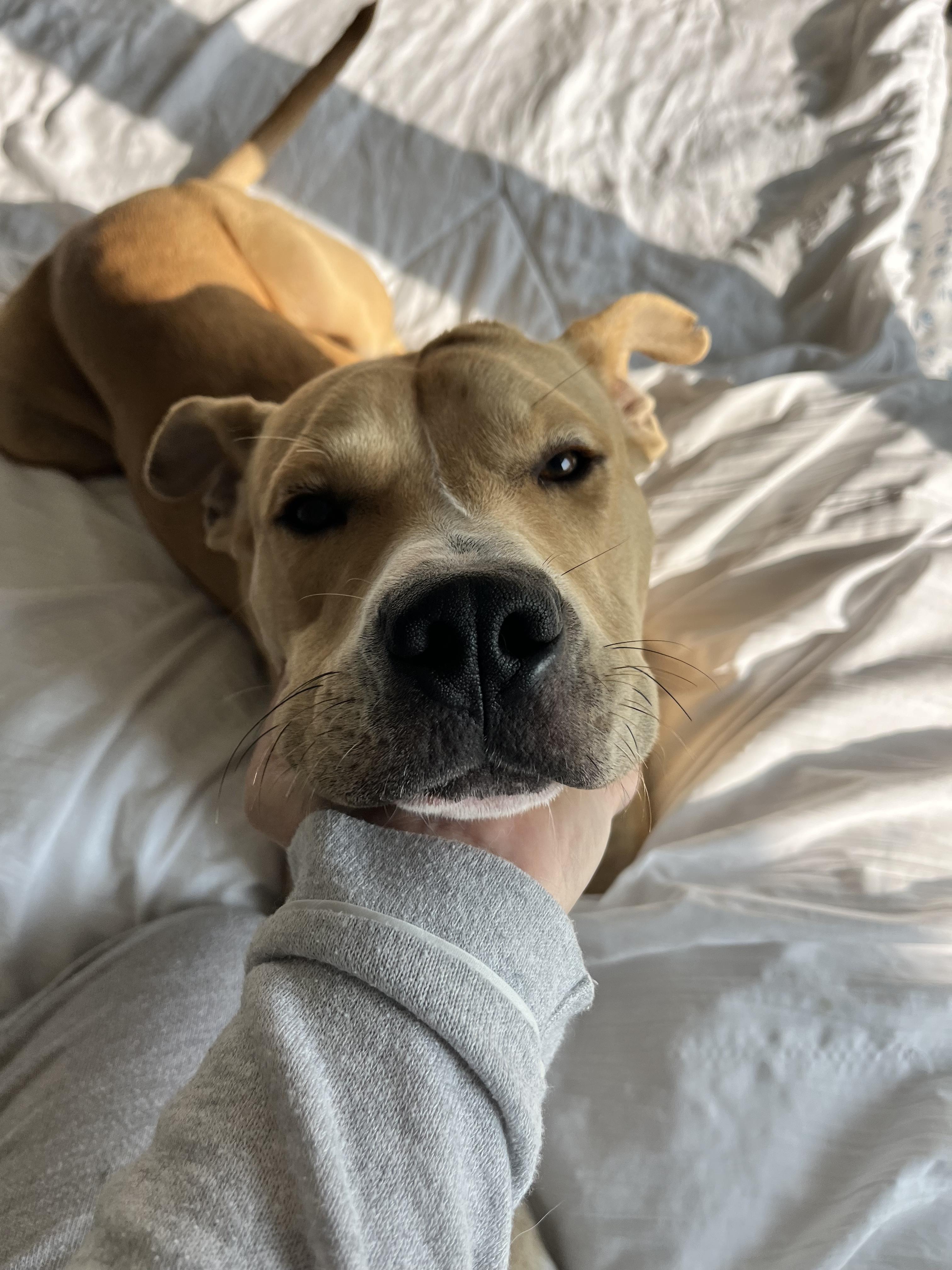 Reggie, an adopted mixed breed in Red Rock, TX image 2/6