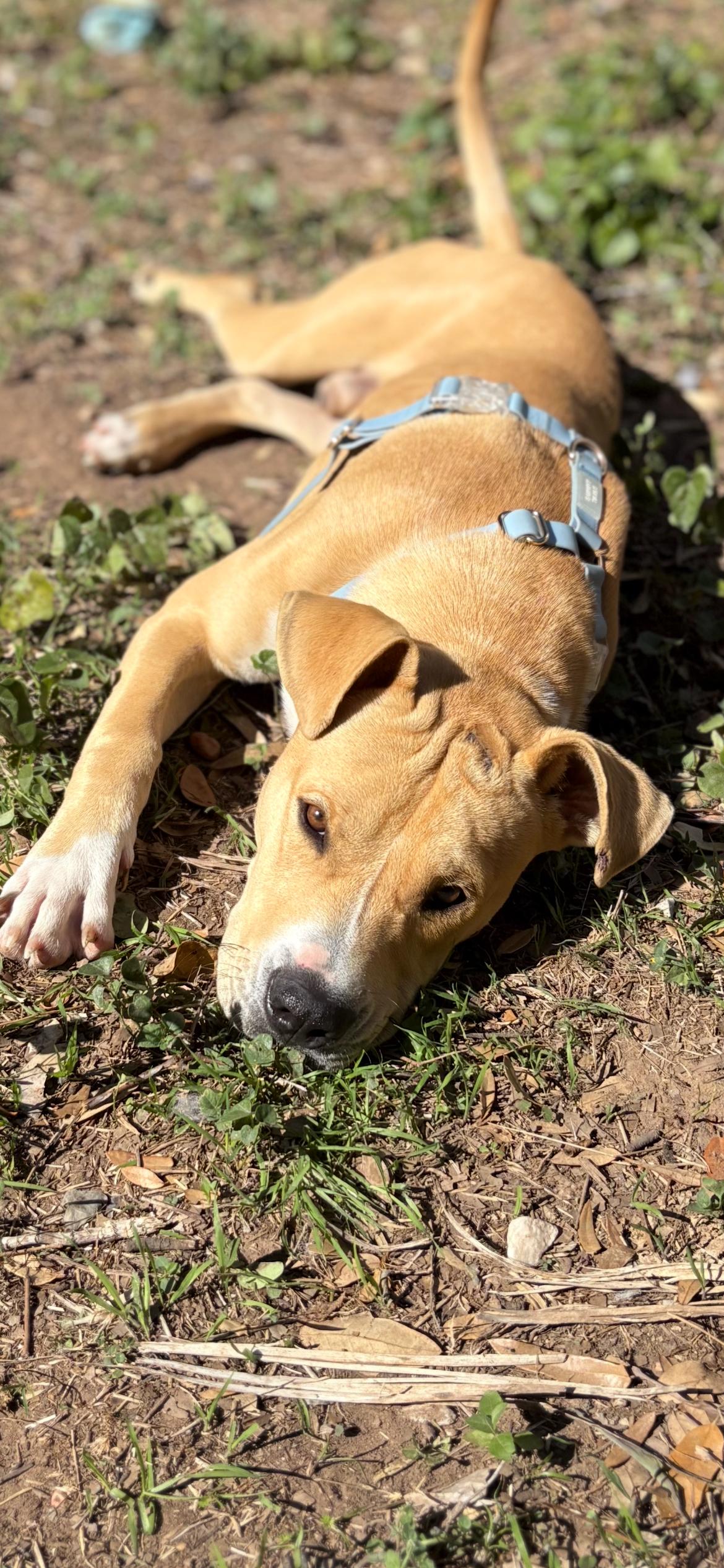 Reggie, an adopted mixed breed in Red Rock, TX image 3/6
