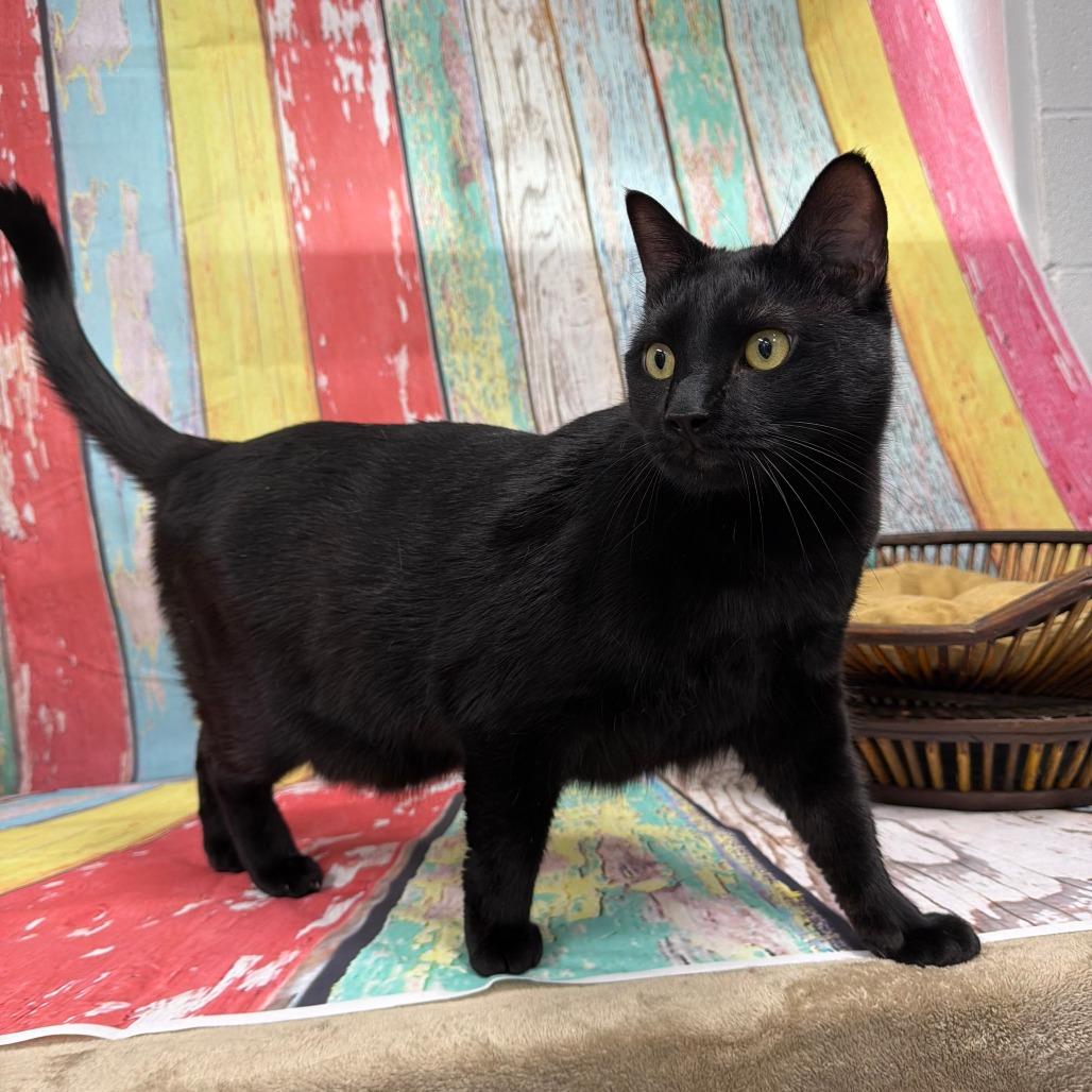 Ralphie, Adoptable, Adult Male Bombay.