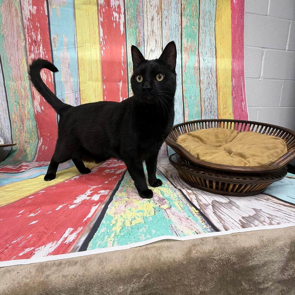 Enlarge Ralphie, a Adoptable Bombay in Walnut Cove, NC image 2/6