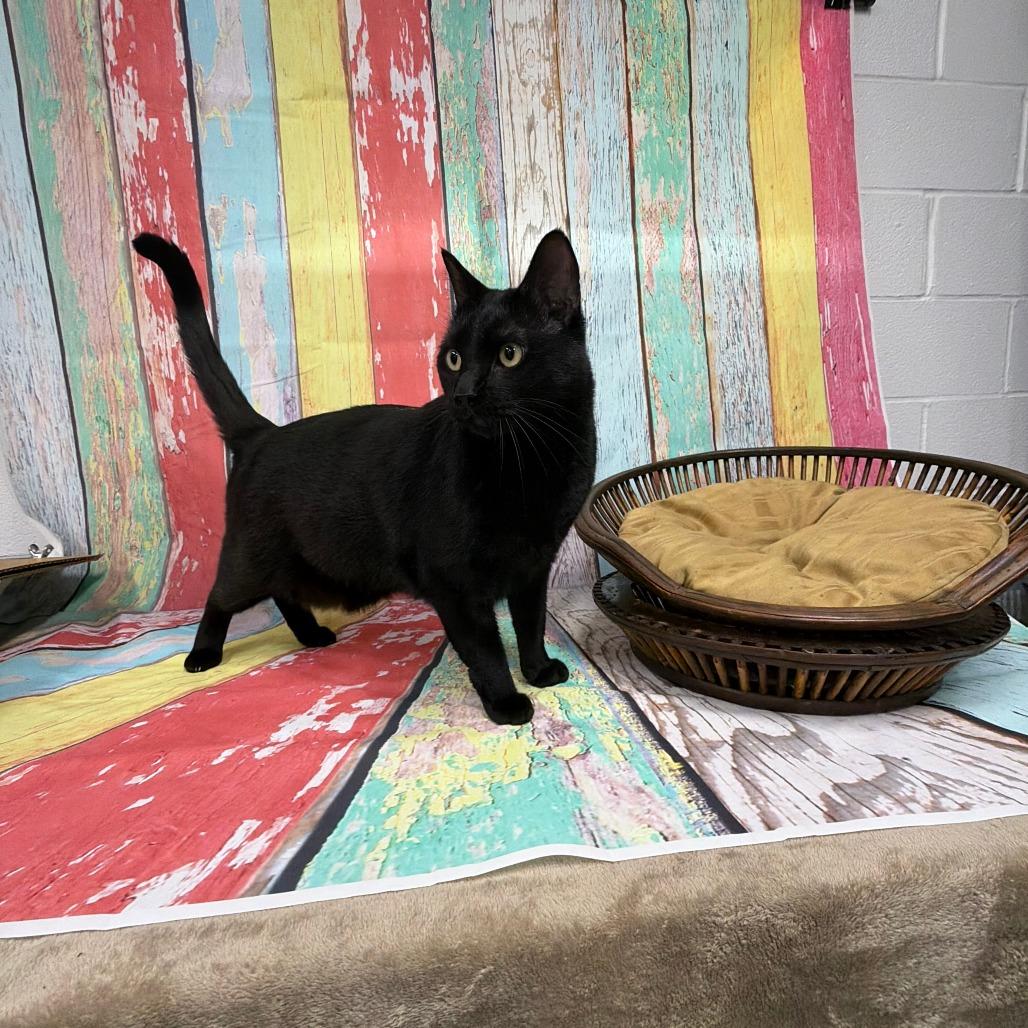 Enlarge Ralphie, a Adoptable Bombay in Walnut Cove, NC image 3/6