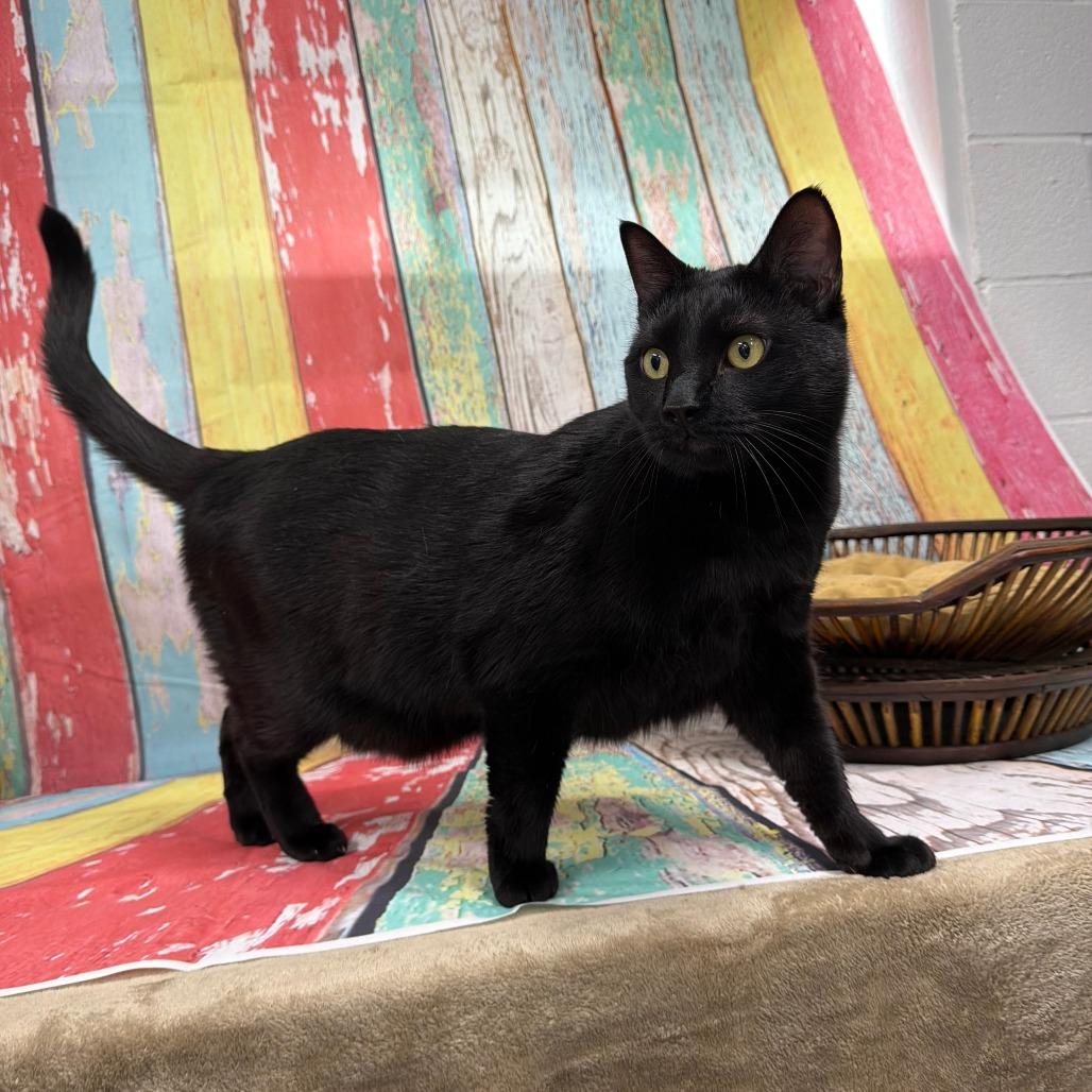 Enlarge Ralphie, a Adoptable Bombay in Walnut Cove, NC image 4/6