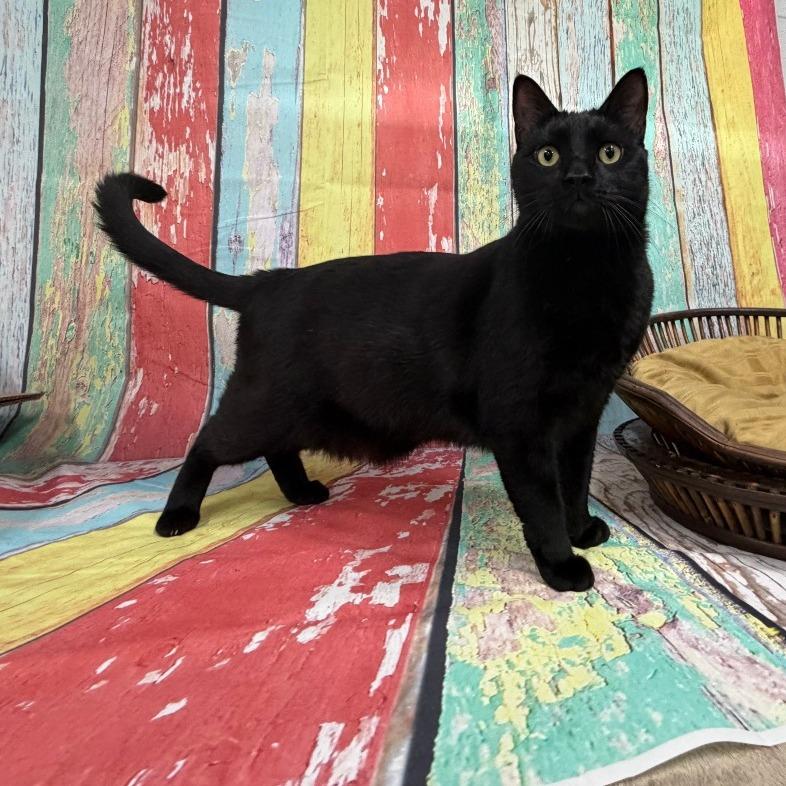 Enlarge Ralphie, a Adoptable Bombay in Walnut Cove, NC image 5/6