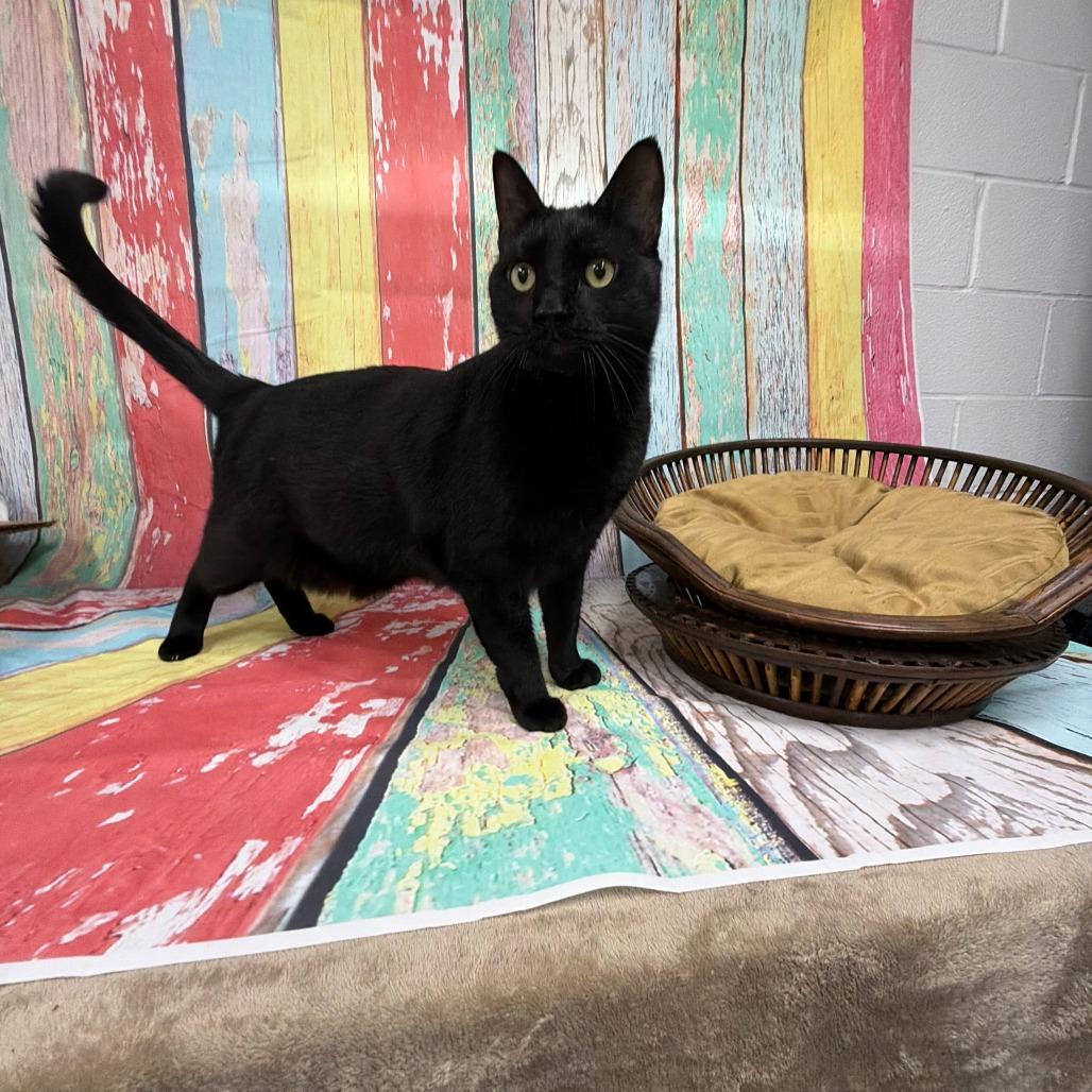 Enlarge Ralphie, a Adoptable Bombay in Walnut Cove, NC image 6/6